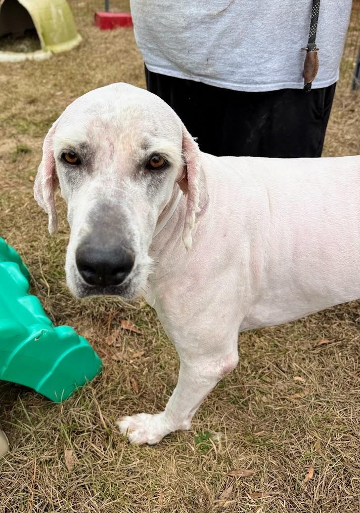 GANDALF-Transport available to VT, CT, and PA — thumbnail 2