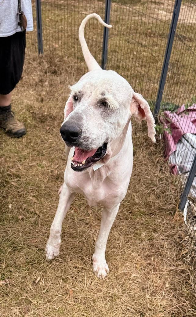 GANDALF-Transport available to VT, CT, and PA — thumbnail 3