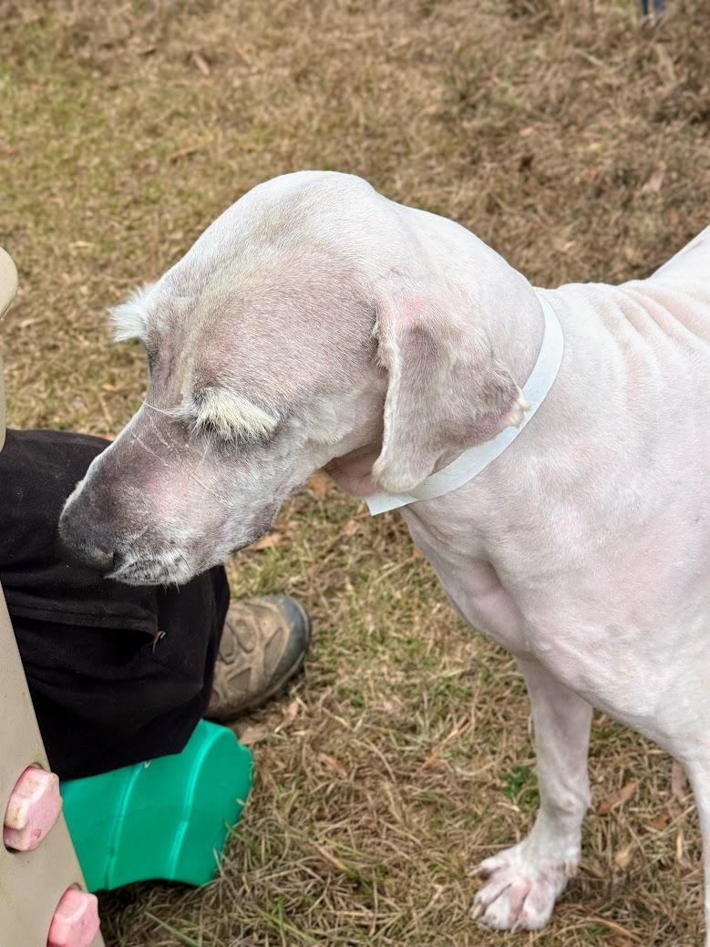 GANDALF-Transport available to VT, CT, and PA — thumbnail 6