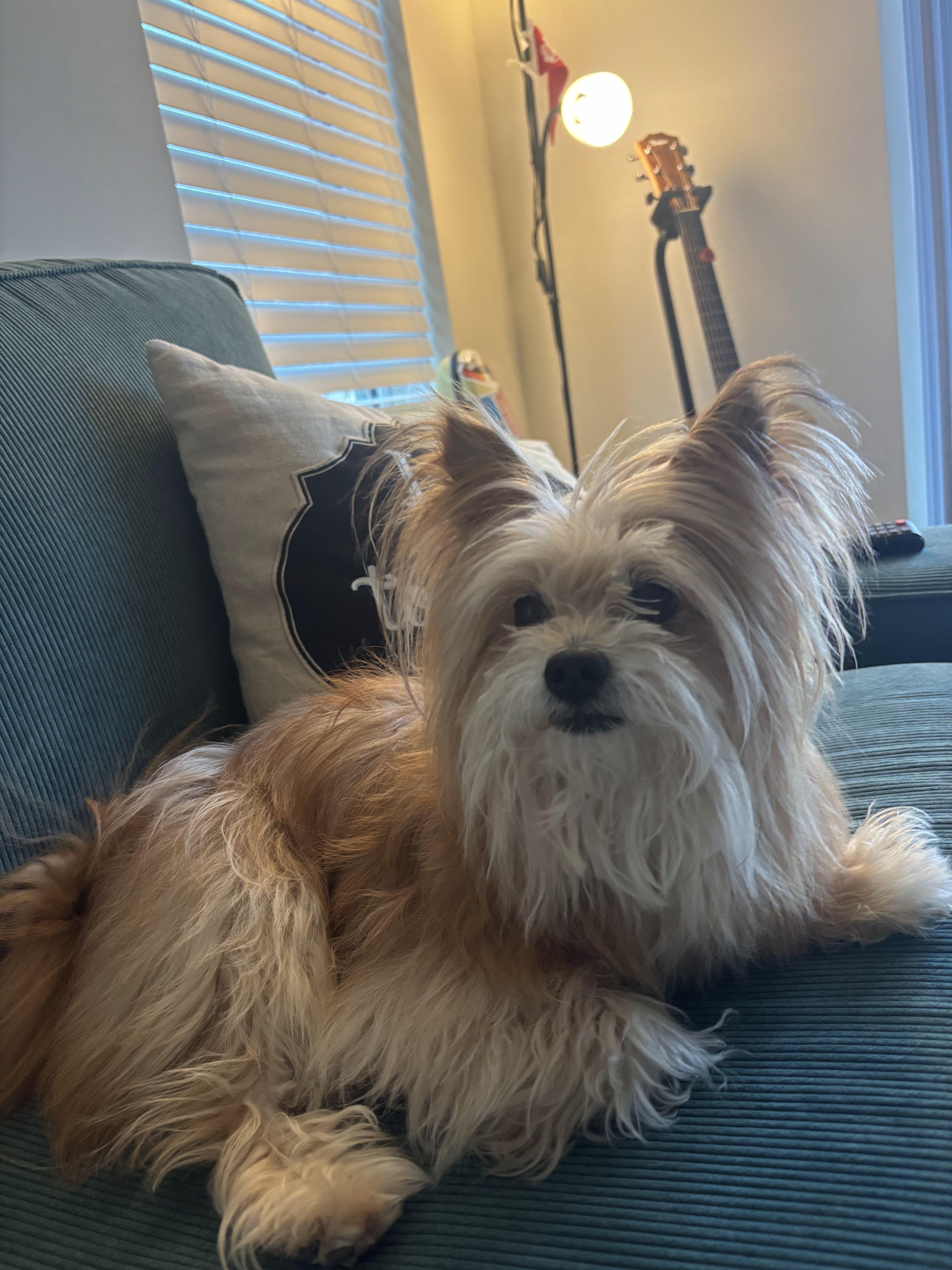 Enlarge Fiona, a Adopted mixed breed in Troy, MI image 1/1