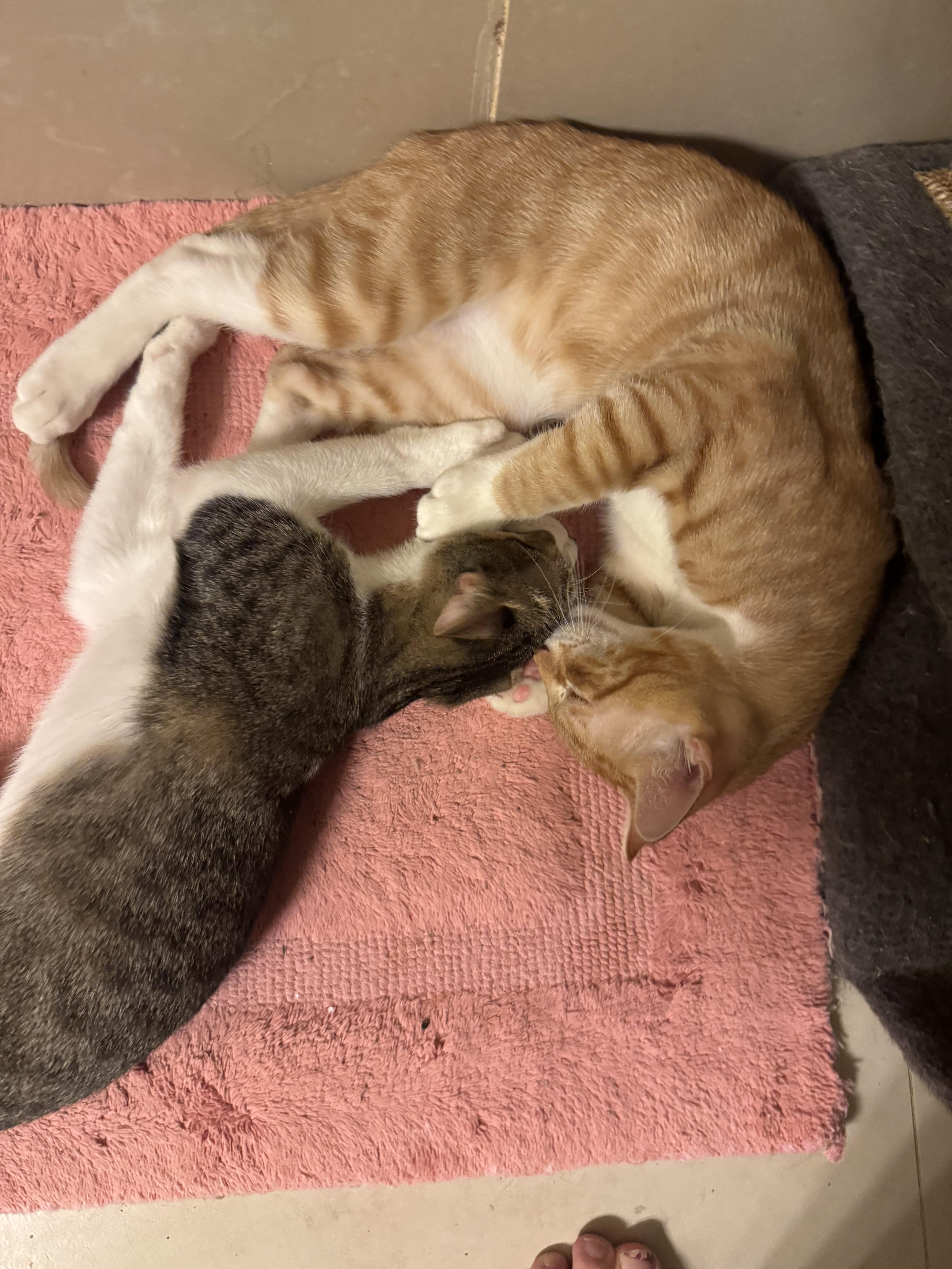 Enlarge Bowser & Peach, a Adopted Domestic Short Hair in Springfield, VA image 4/6