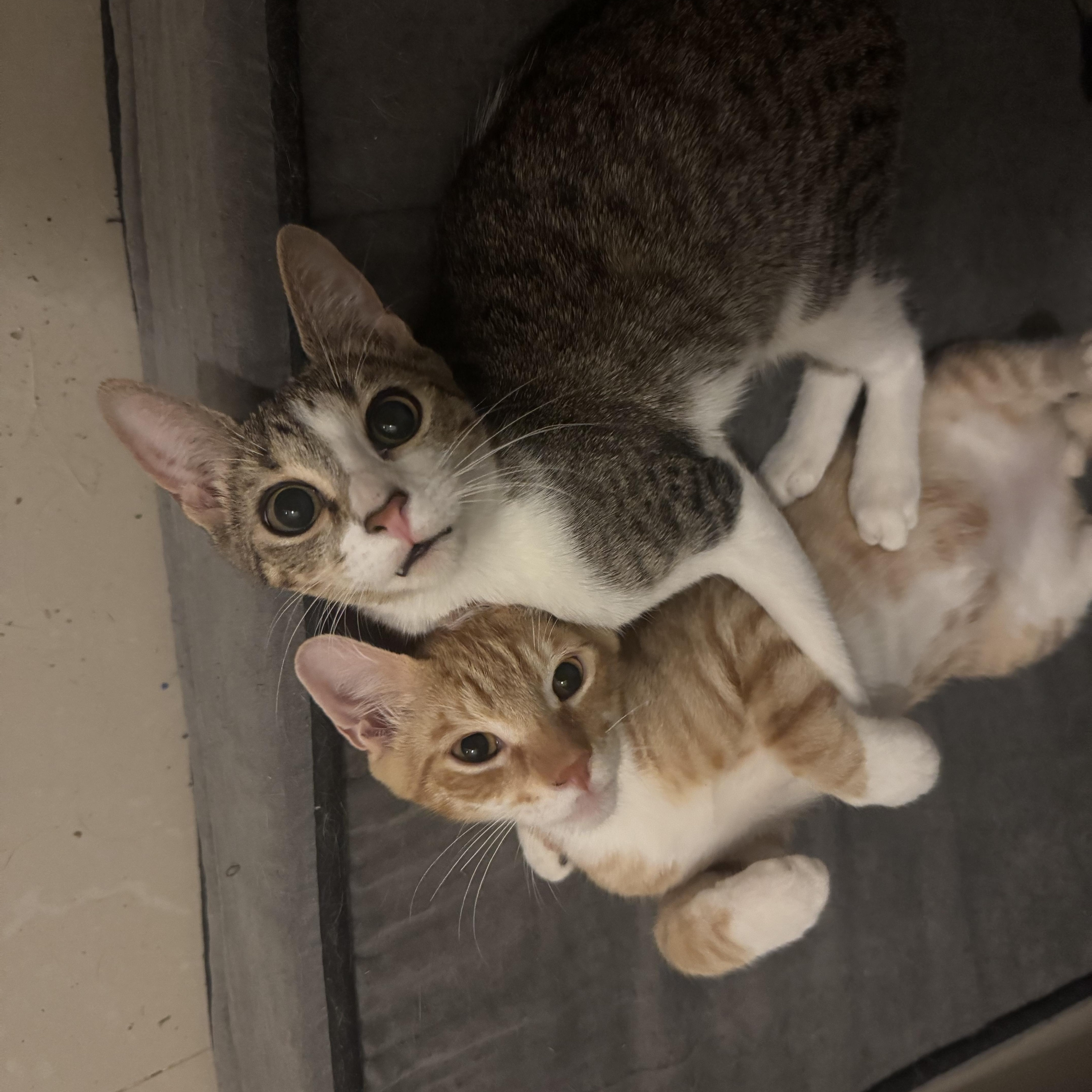 Enlarge Bowser & Peach, a Adopted Domestic Short Hair in Springfield, VA image 5/6