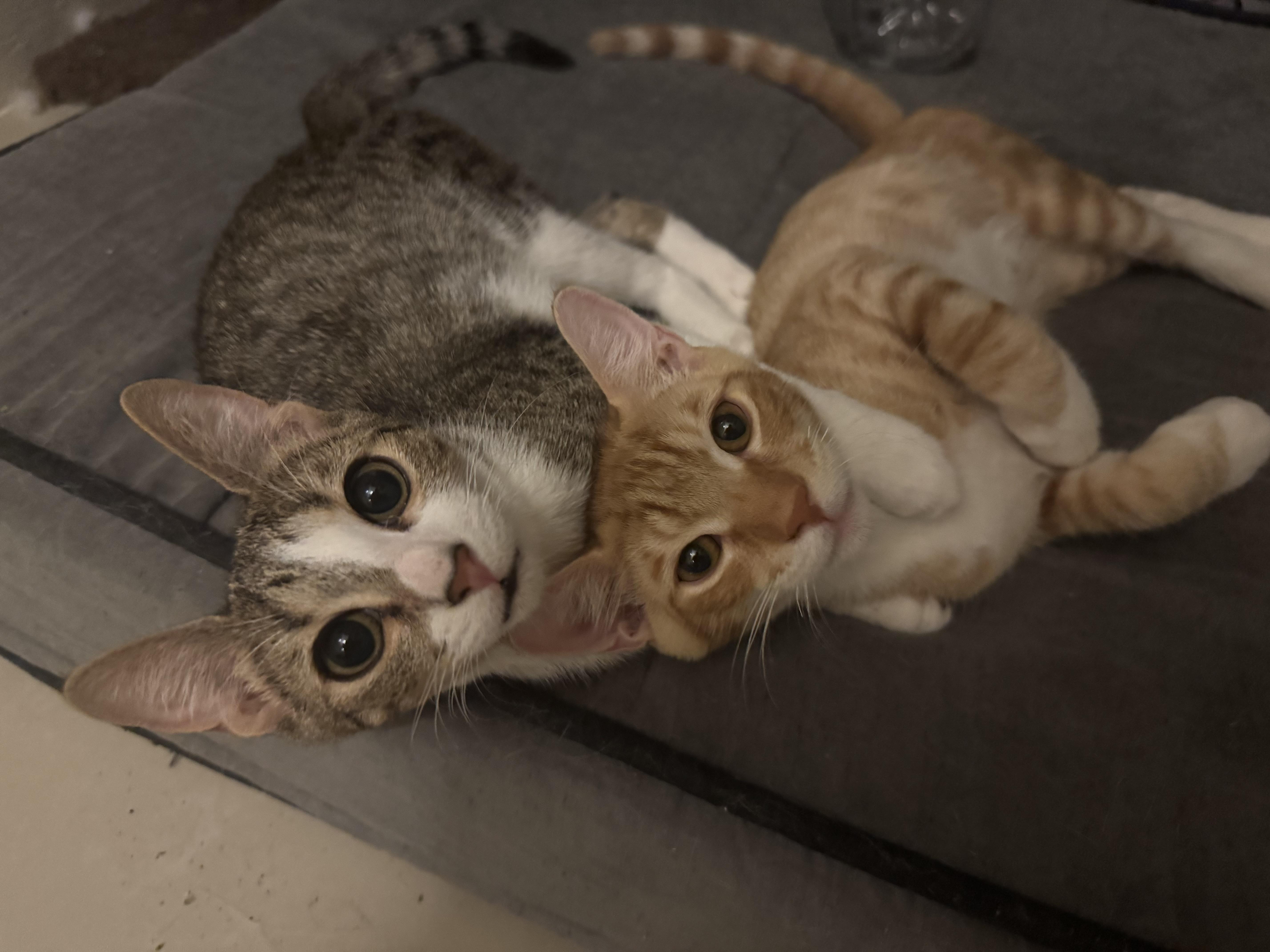 Enlarge Bowser & Peach, a Adopted Domestic Short Hair in Springfield, VA image 3/6