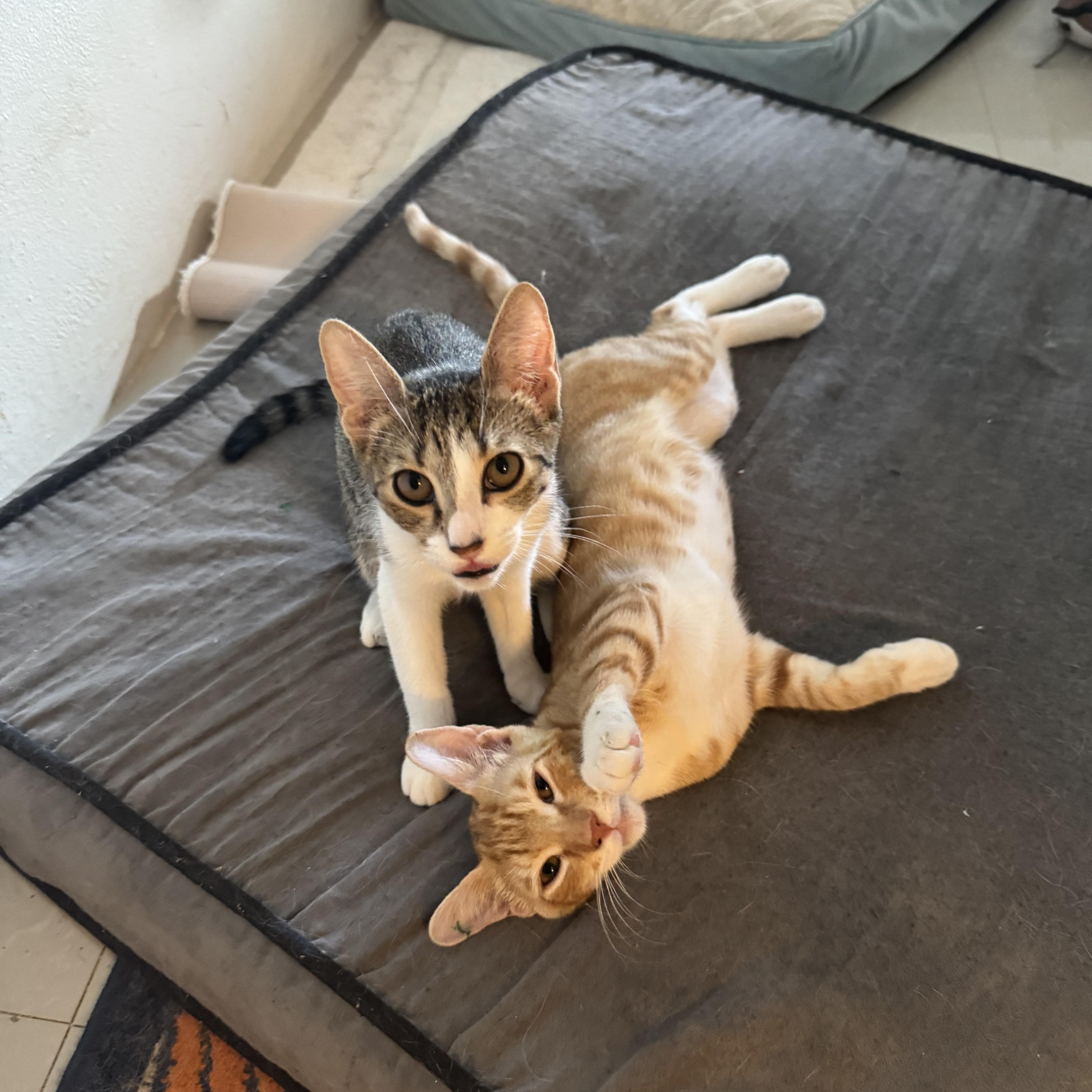 Enlarge Bowser & Peach, a Adopted Domestic Short Hair in Springfield, VA image 1/6