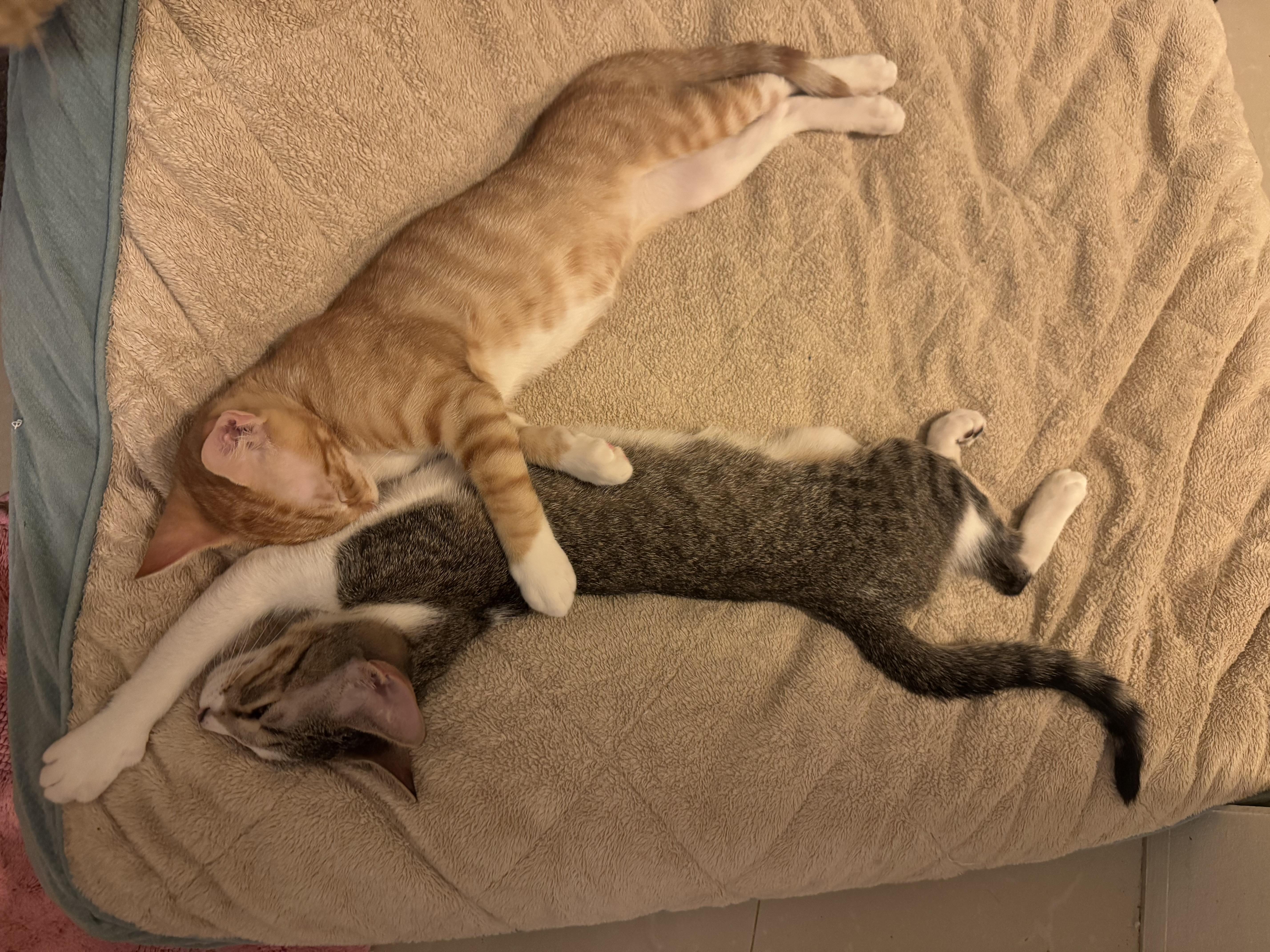 Enlarge Bowser & Peach, a Adopted Domestic Short Hair in Springfield, VA image 2/6