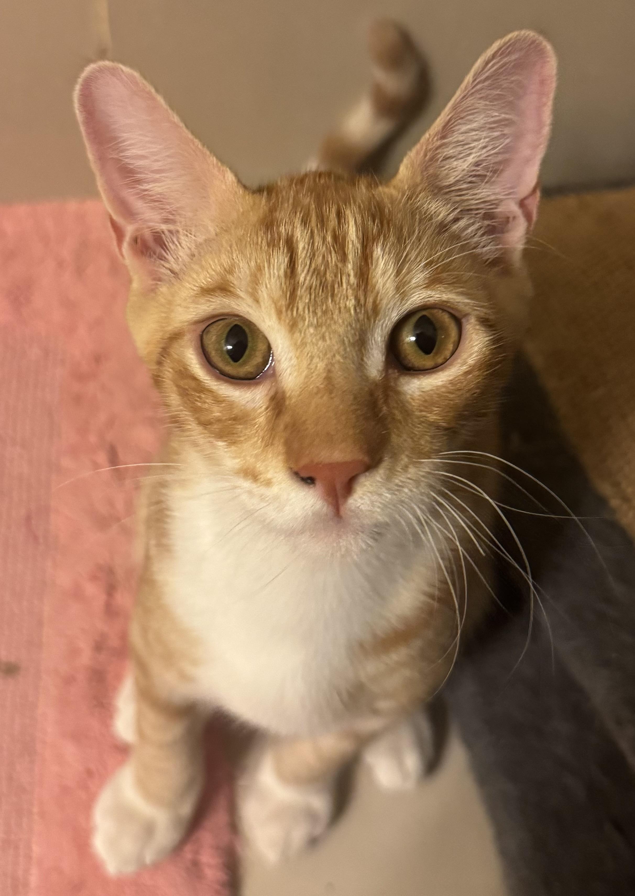 Enlarge Bowser & Peach, a Adopted Domestic Short Hair in Springfield, VA image 6/6