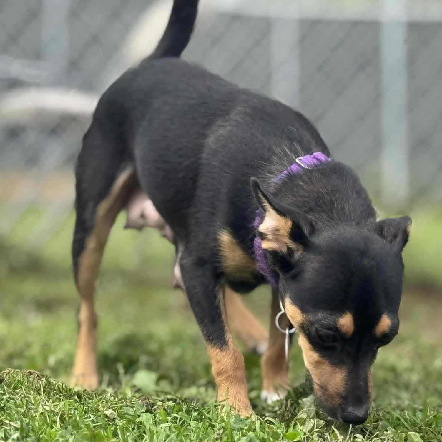 Enlarge Foxy, a Adoptable mixed breed in Danbury, CT image 3/6