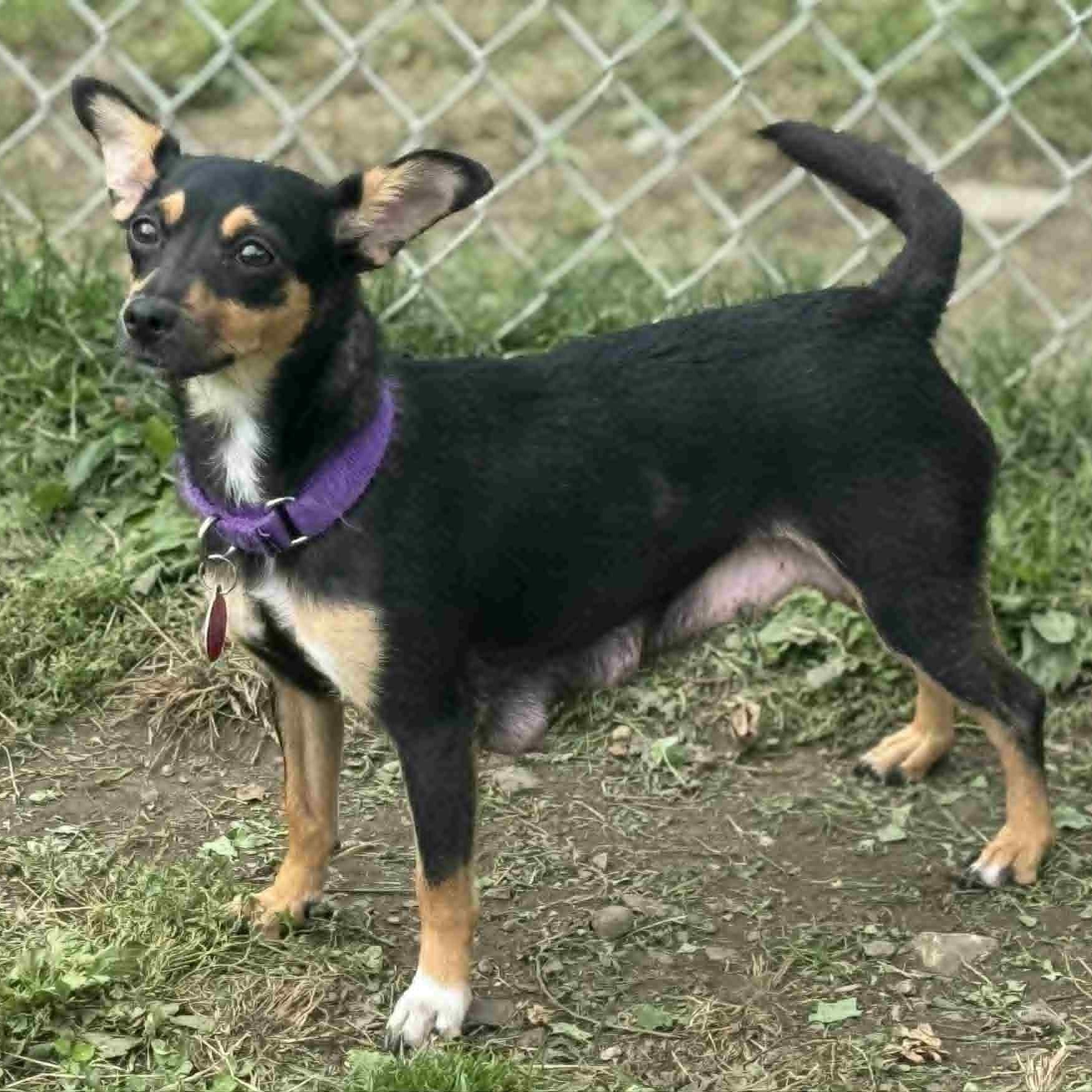 Enlarge Foxy, a Adoptable mixed breed in Danbury, CT image 2/6