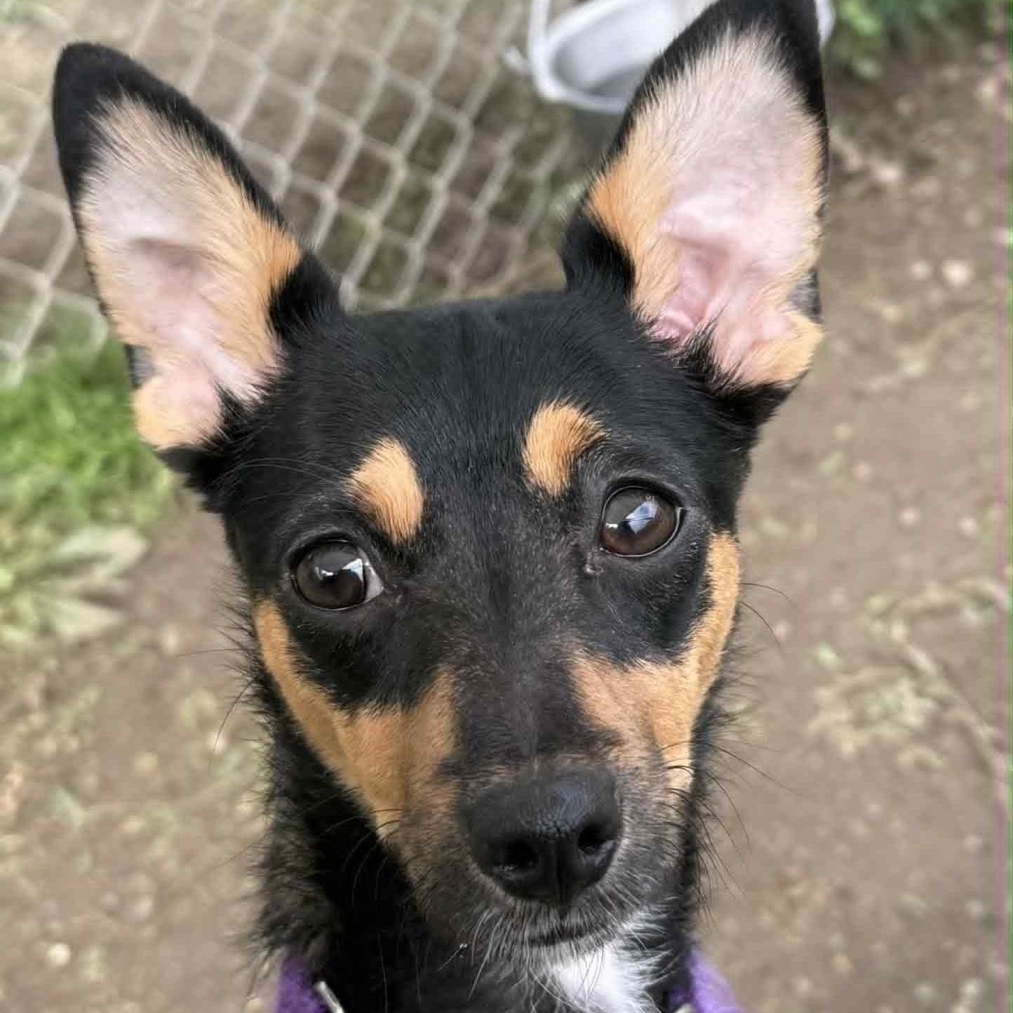Enlarge Foxy, a Adoptable mixed breed in Danbury, CT image 1/6