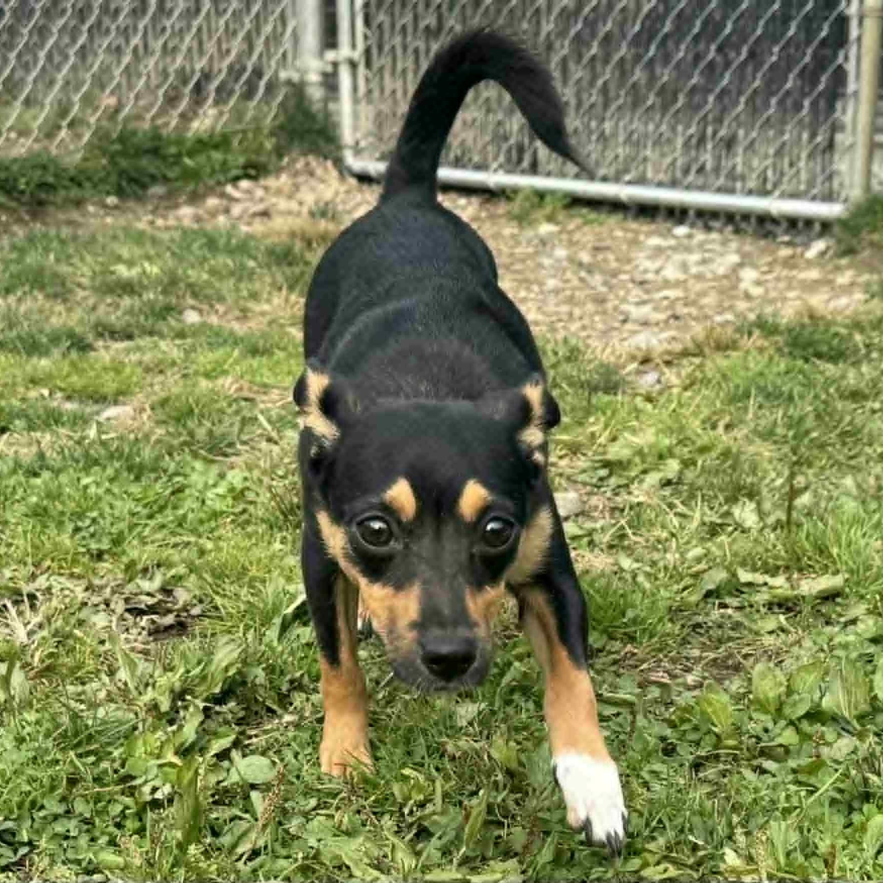 Enlarge Foxy, a Adoptable mixed breed in Danbury, CT image 4/6
