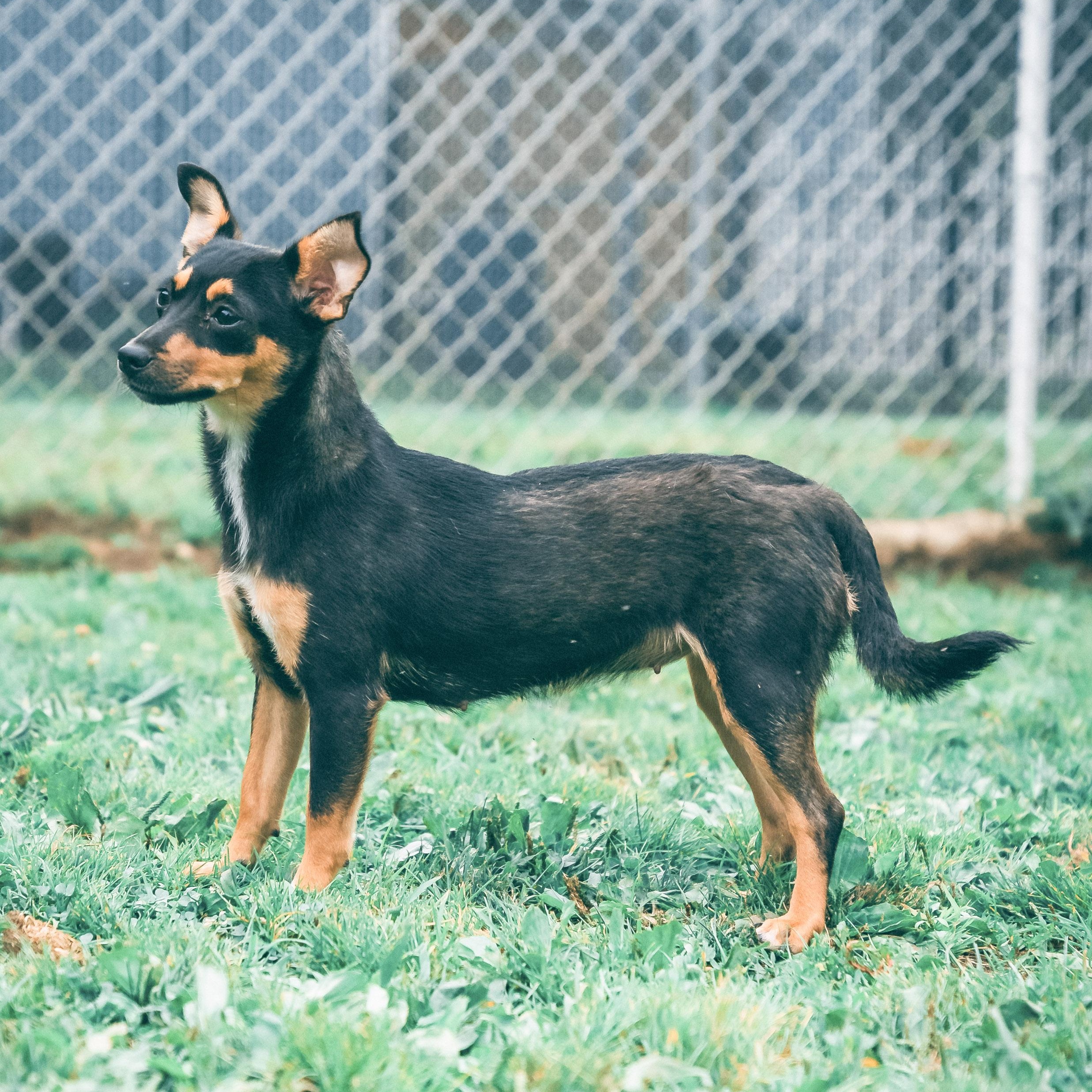 Enlarge Foxy, a Adoptable mixed breed in Danbury, CT image 5/6