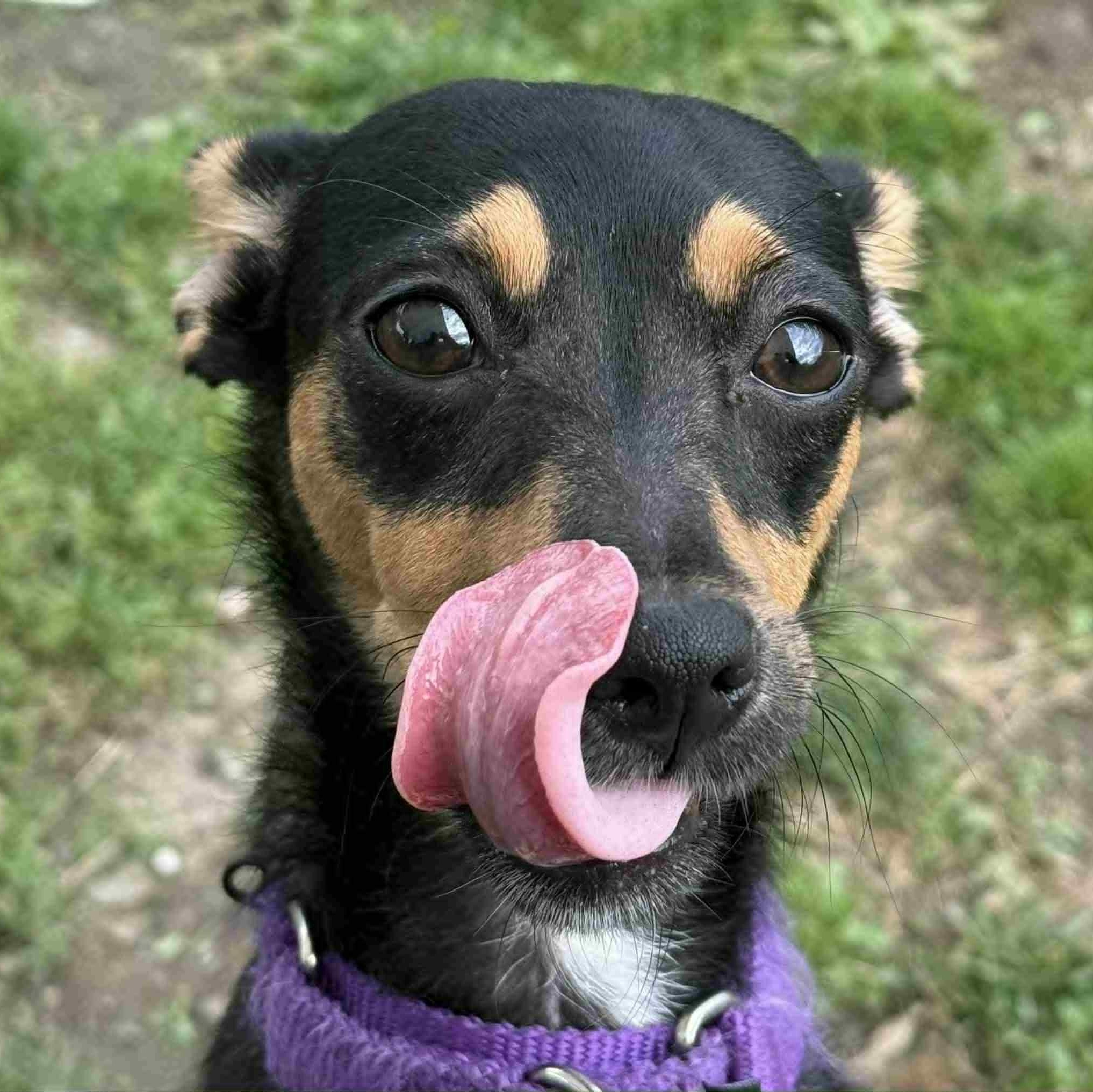 Enlarge Foxy, a Adoptable mixed breed in Danbury, CT image 6/6