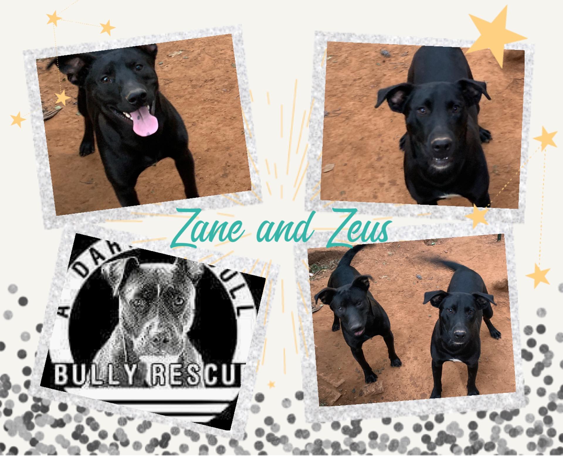 Enlarge Zane and Zeus, an adopted Pit Bull Terrier in Roaring Spring, PA image 1/1