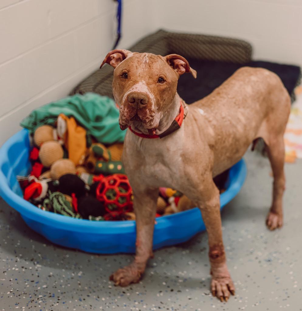 Enlarge Red - Fee Waived, a Adoptable American Staffordshire Terrier in Pierceton, IN image 2/6