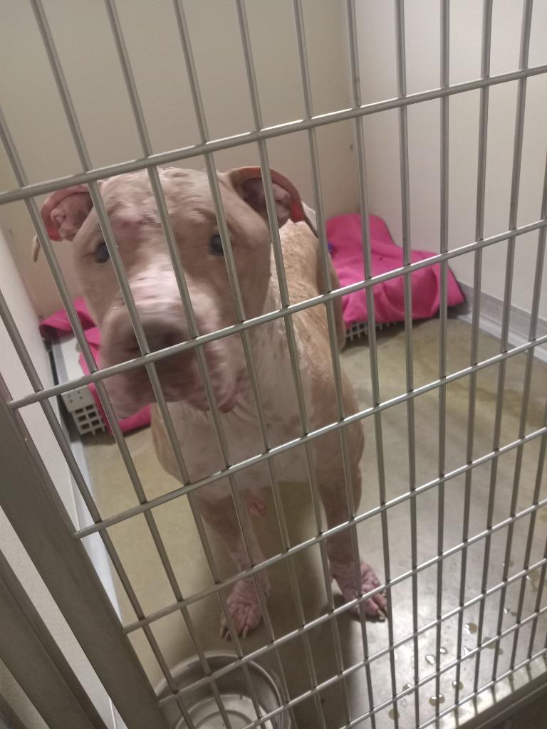 Red - Fee Waived, Adoptable, Adult Male American Staffordshire Terrier.