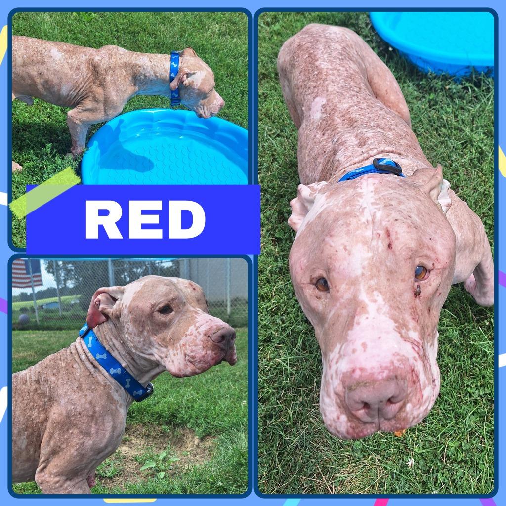 Red Fee Waived, Adoptable, Adult Male American Staffordshire Terrier.