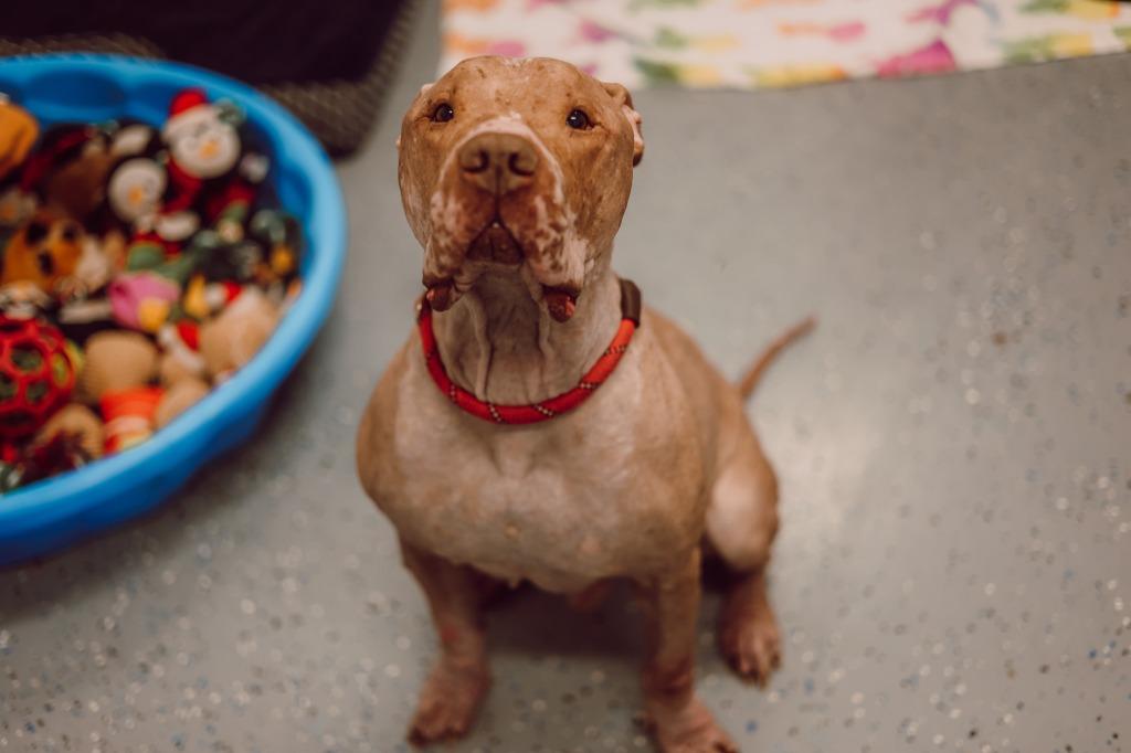Enlarge Red - Fee Waived, a Adoptable American Staffordshire Terrier in Pierceton, IN image 4/6