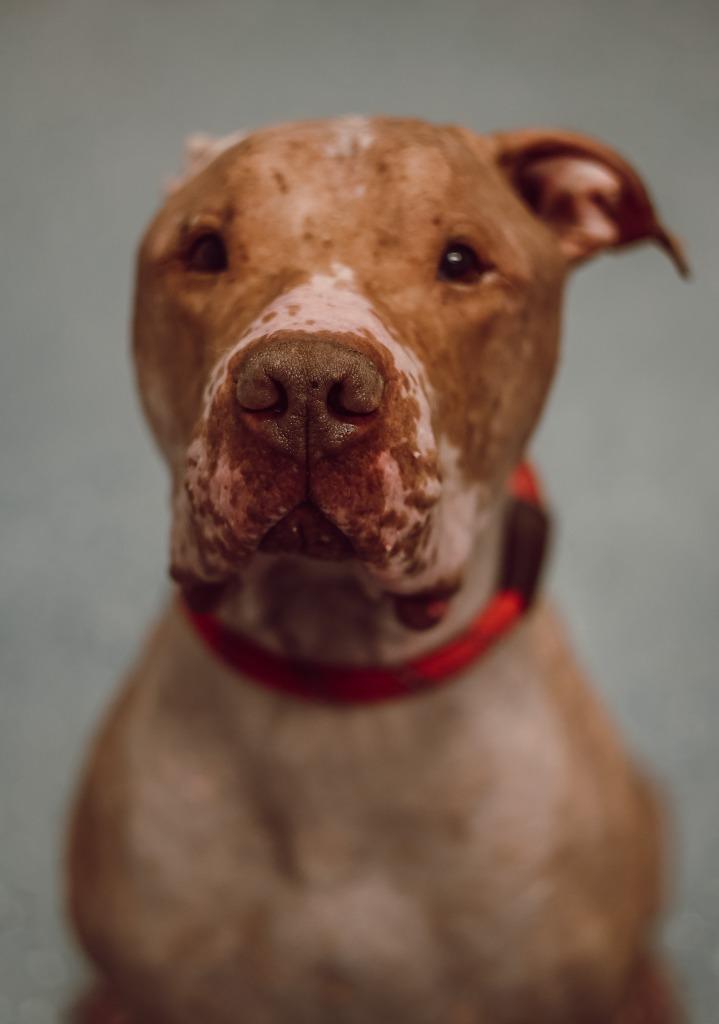 Enlarge Red - Fee Waived, a Adoptable American Staffordshire Terrier in Pierceton, IN image 5/6