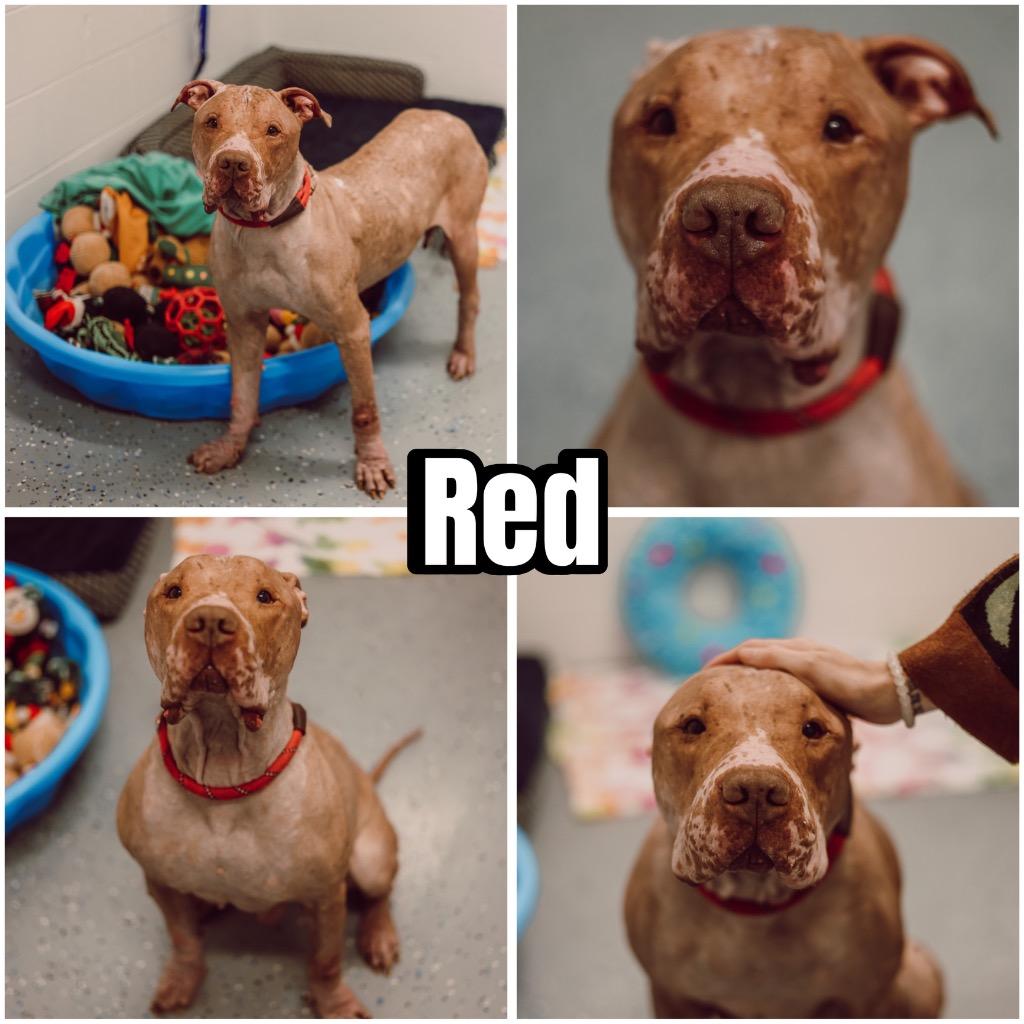 Enlarge Red - Fee Waived, a Adoptable American Staffordshire Terrier in Pierceton, IN image 6/6