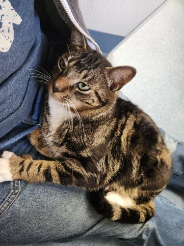 Max, Adoptable, Young Male Domestic Short Hair.