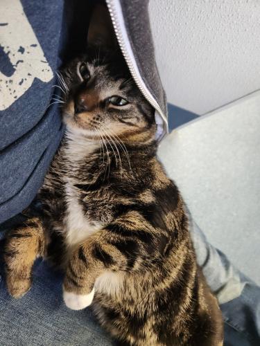 Enlarge Max, a Adoptable Domestic Short Hair in St. Johnsbury, VT image 2/2
