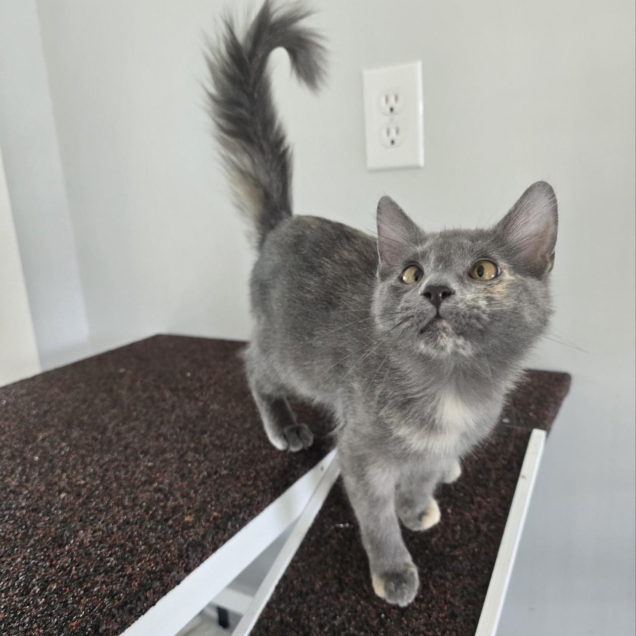 Otter, Adoptable, Kitten Female Calico.