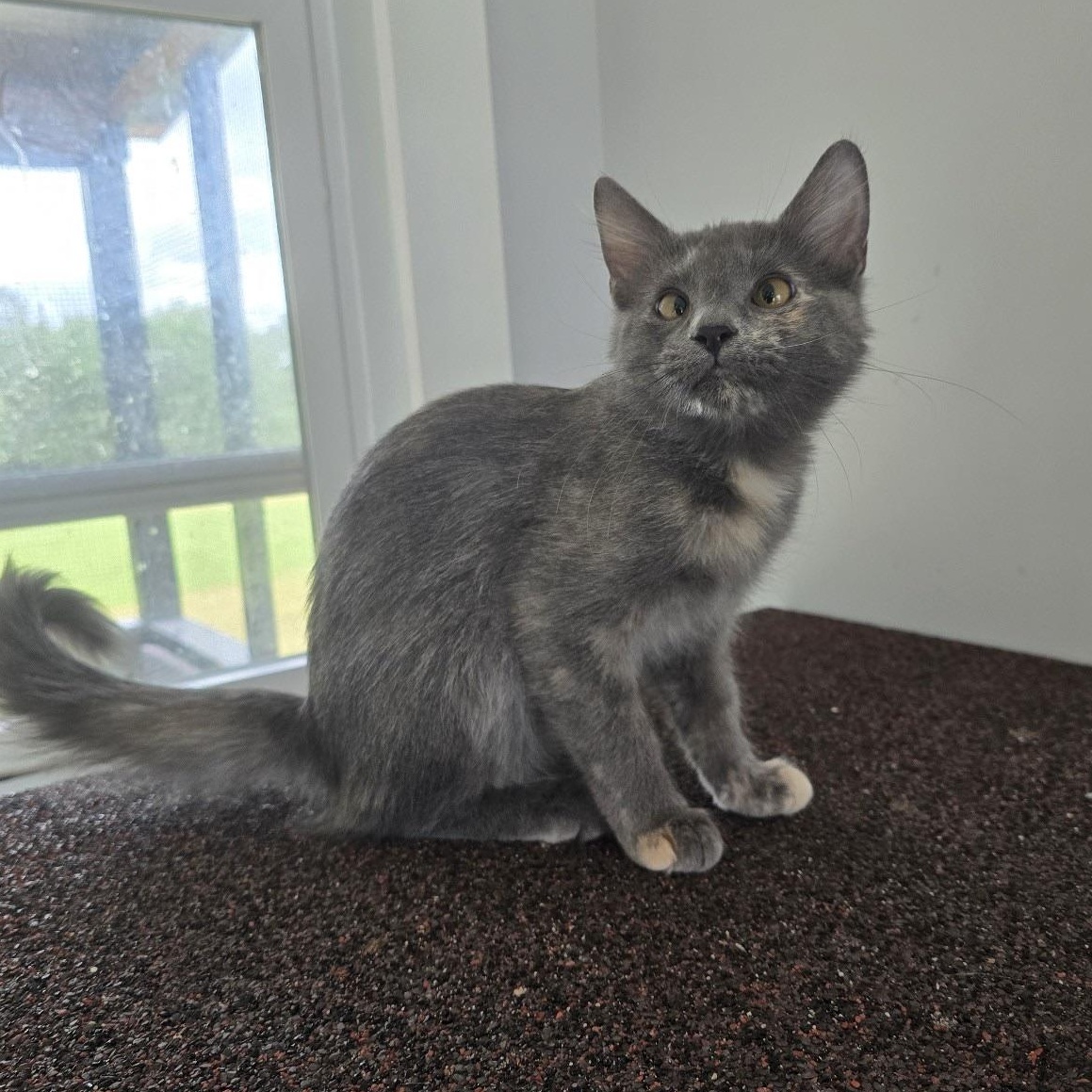 Enlarge Otter, a Adoptable Calico in Beaufort, MO image 2/3