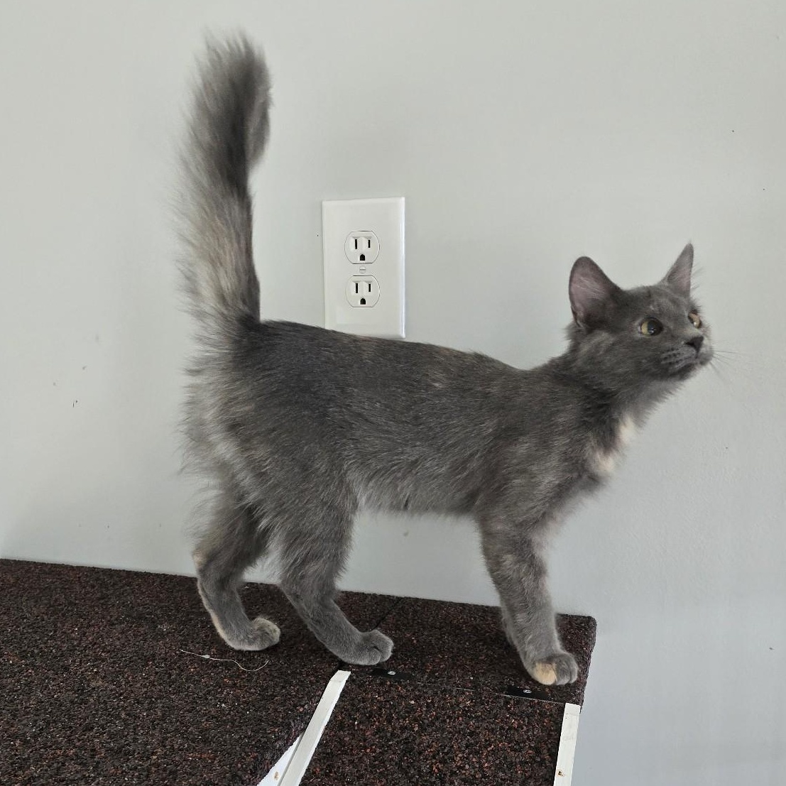 Enlarge Otter, a Adoptable Calico in Beaufort, MO image 3/3