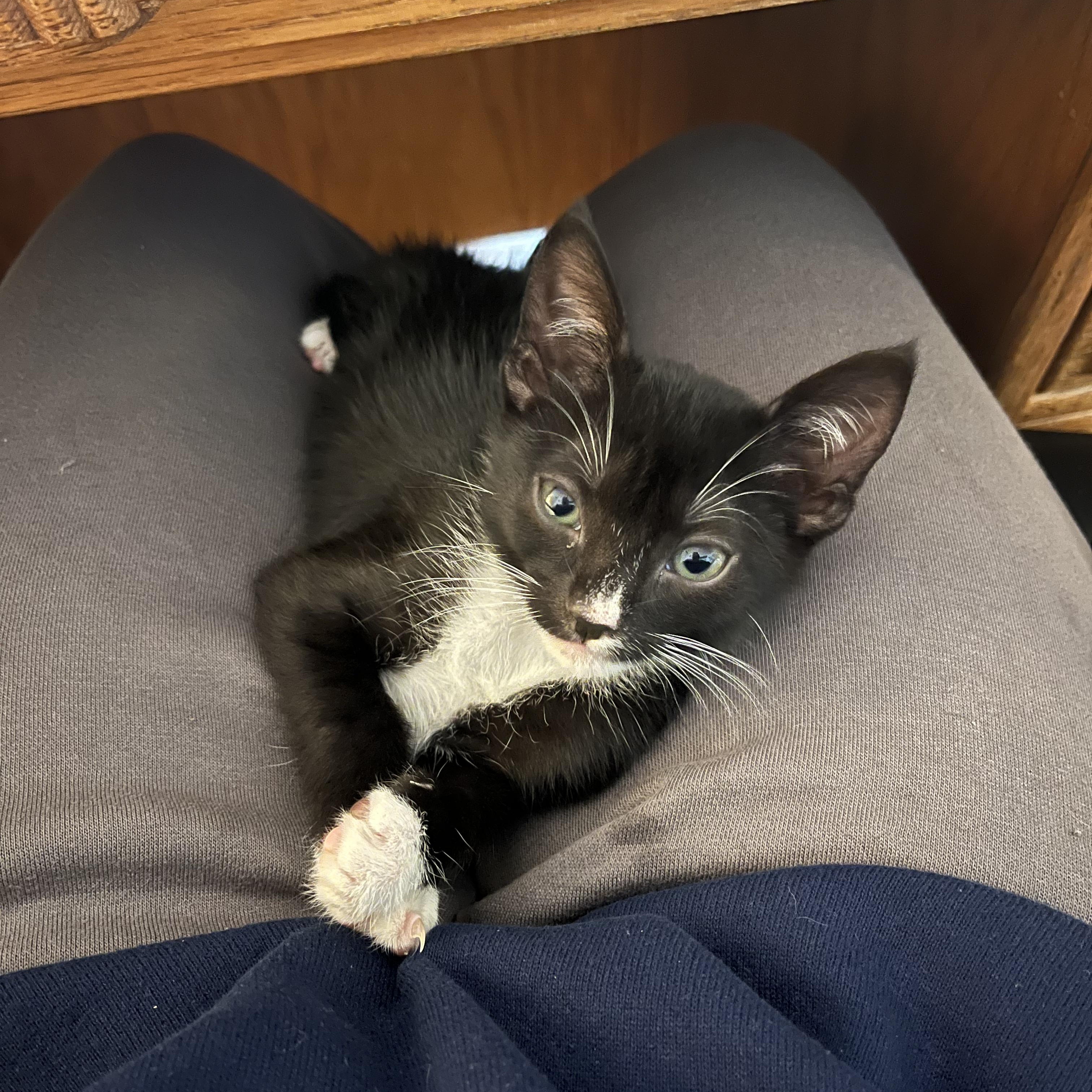 Enlarge Mister Mistoffelees, a Adoptable Domestic Short Hair in Bordentown, NJ image 2/4
