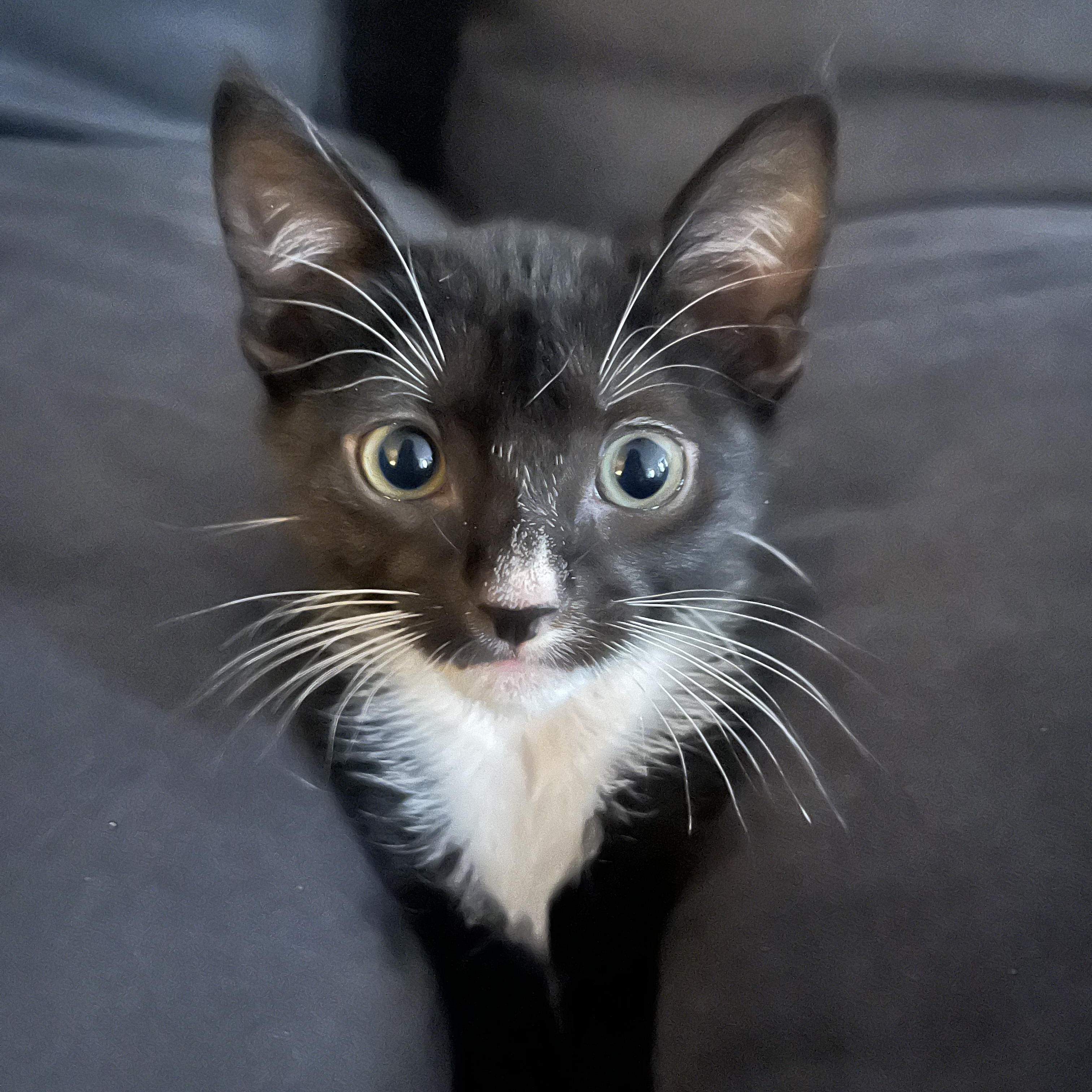 Mister Mistoffelees, Adoptable, Kitten Male Domestic Short Hair.