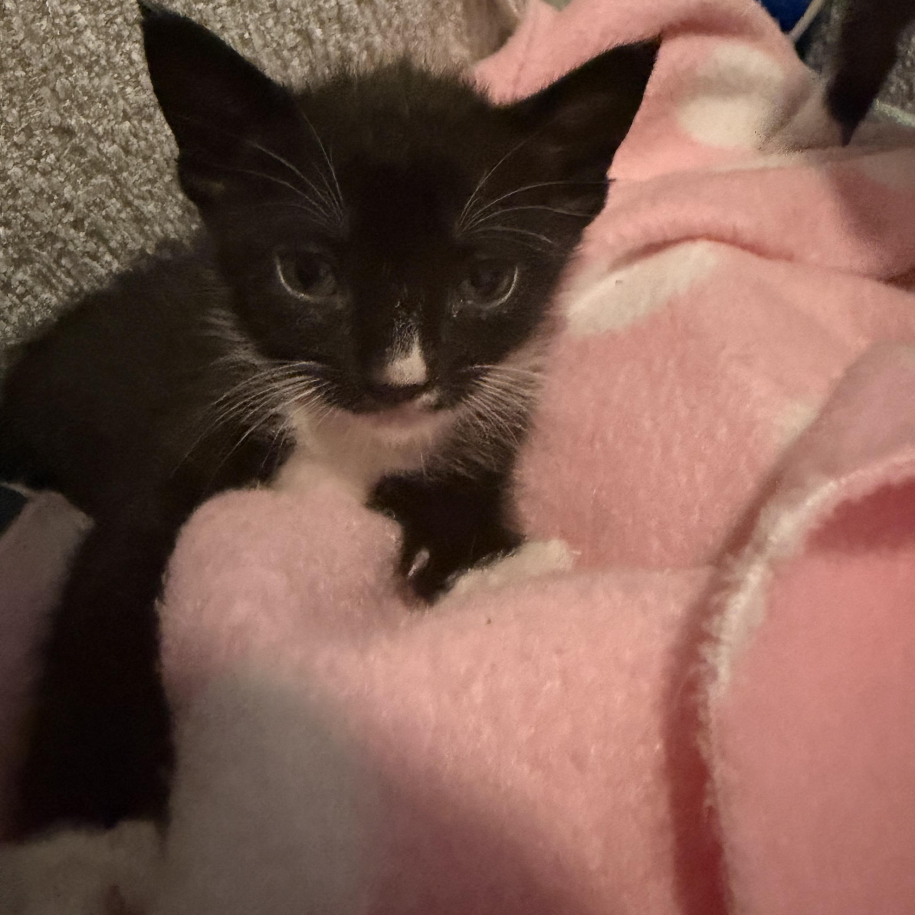 Enlarge Milk froth, a Adoptable Domestic Short Hair in Bordentown, NJ image 2/3