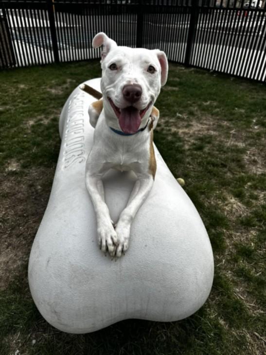 Enlarge KENYA, a Adoptable Pit Bull Terrier in Toledo, OH image 1/1