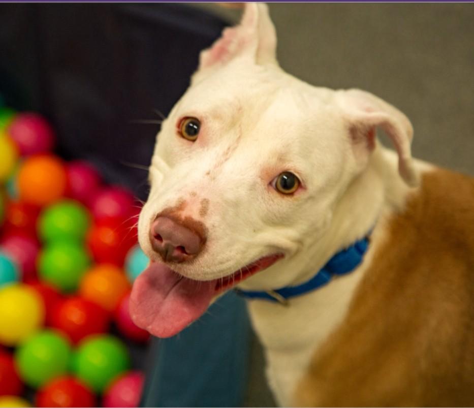 KENYA, Adoptable, Young Female Pit Bull Terrier.