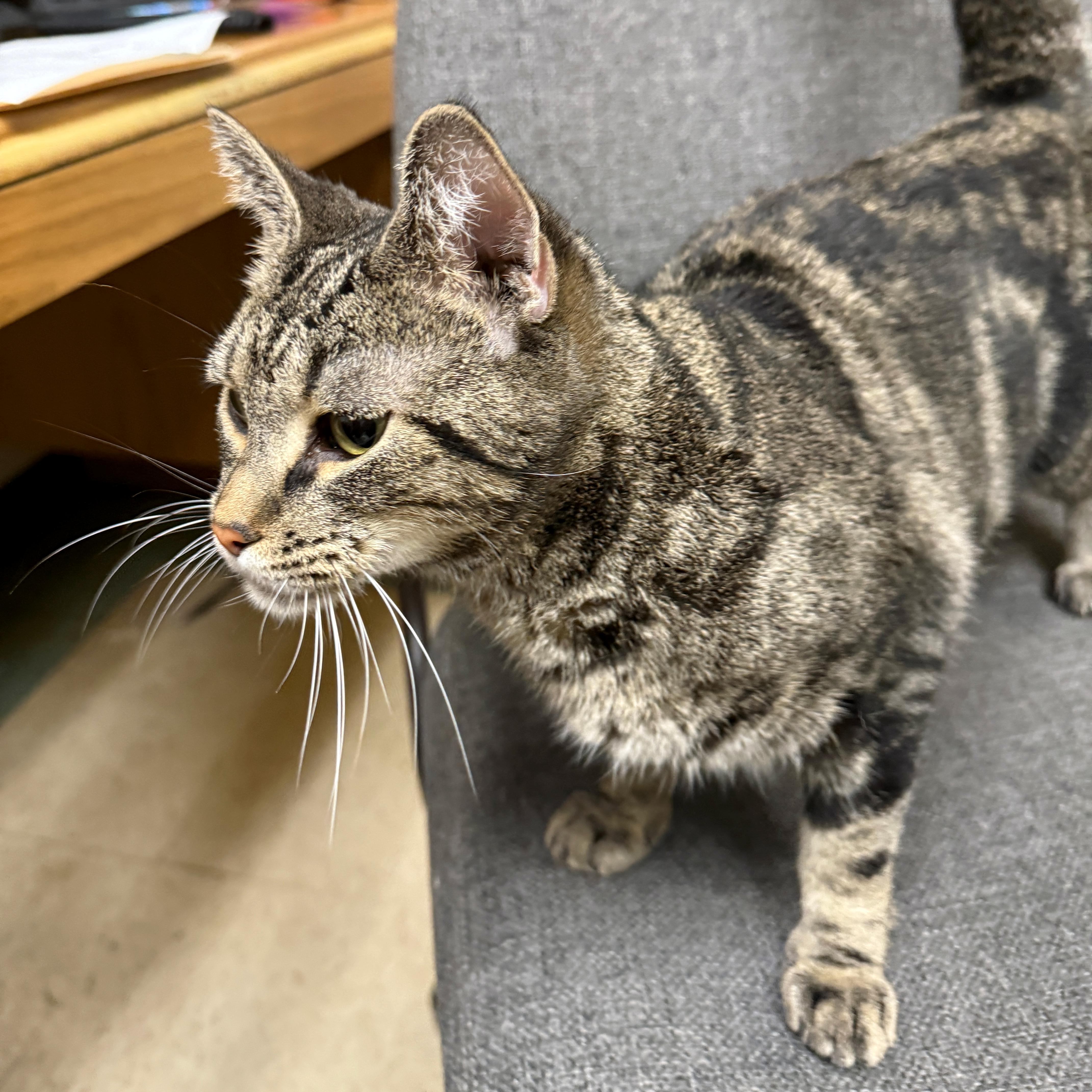 Cleo, a Adoptable Domestic Short Hair in Urbana, IL image 3/5