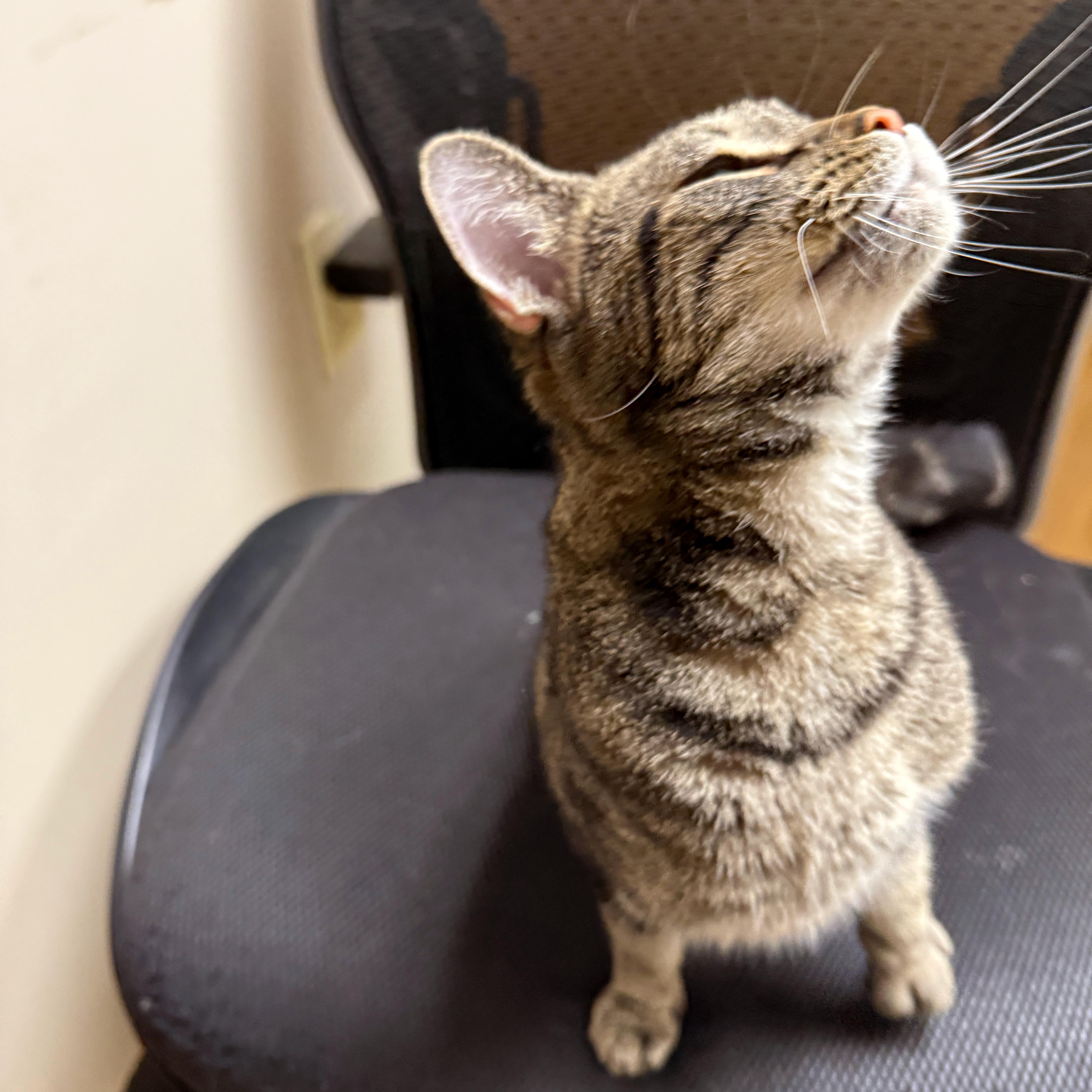 Cleo, a Adoptable Domestic Short Hair in Urbana, IL image 2/5