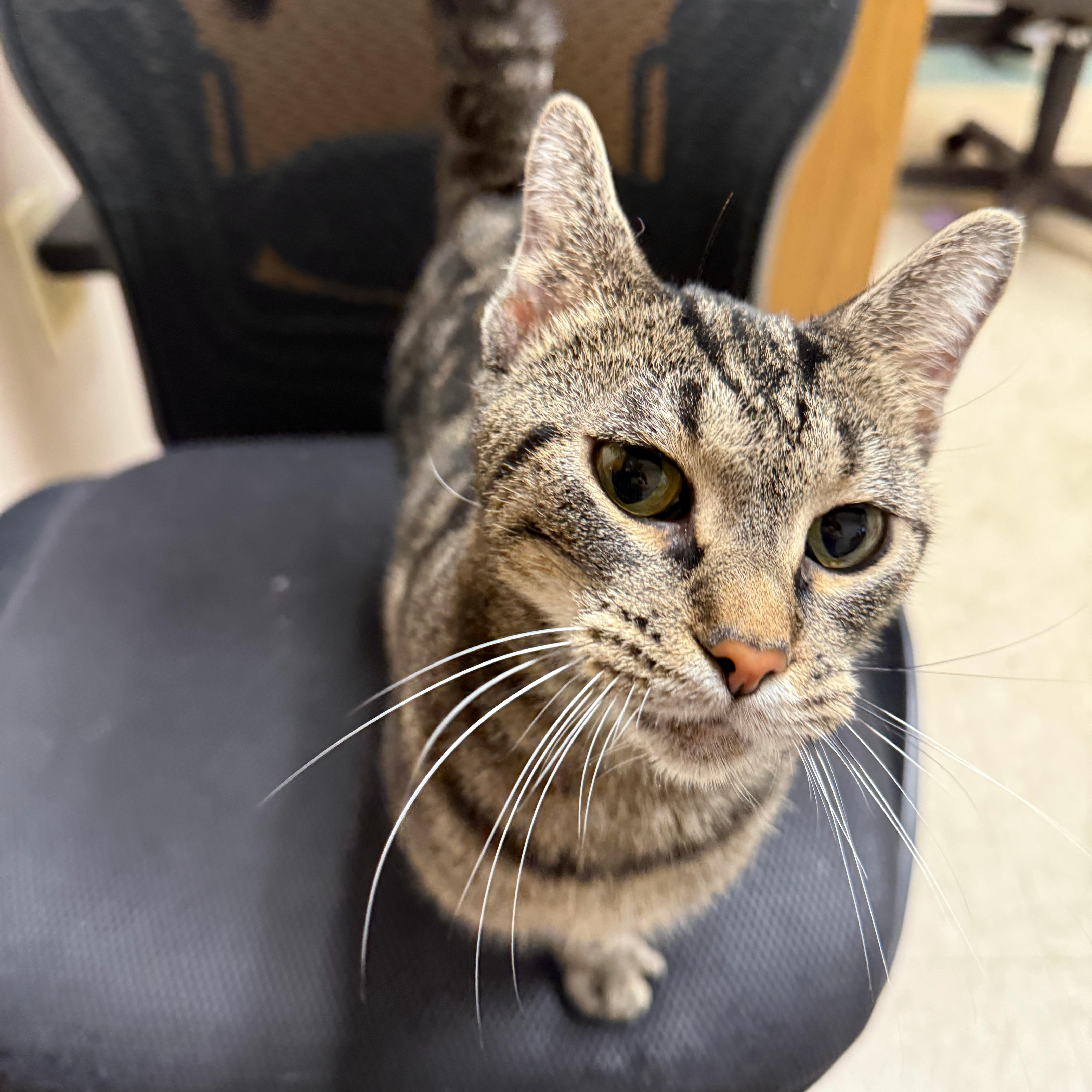 Cleo, a Adoptable Domestic Short Hair in Urbana, IL image 4/5