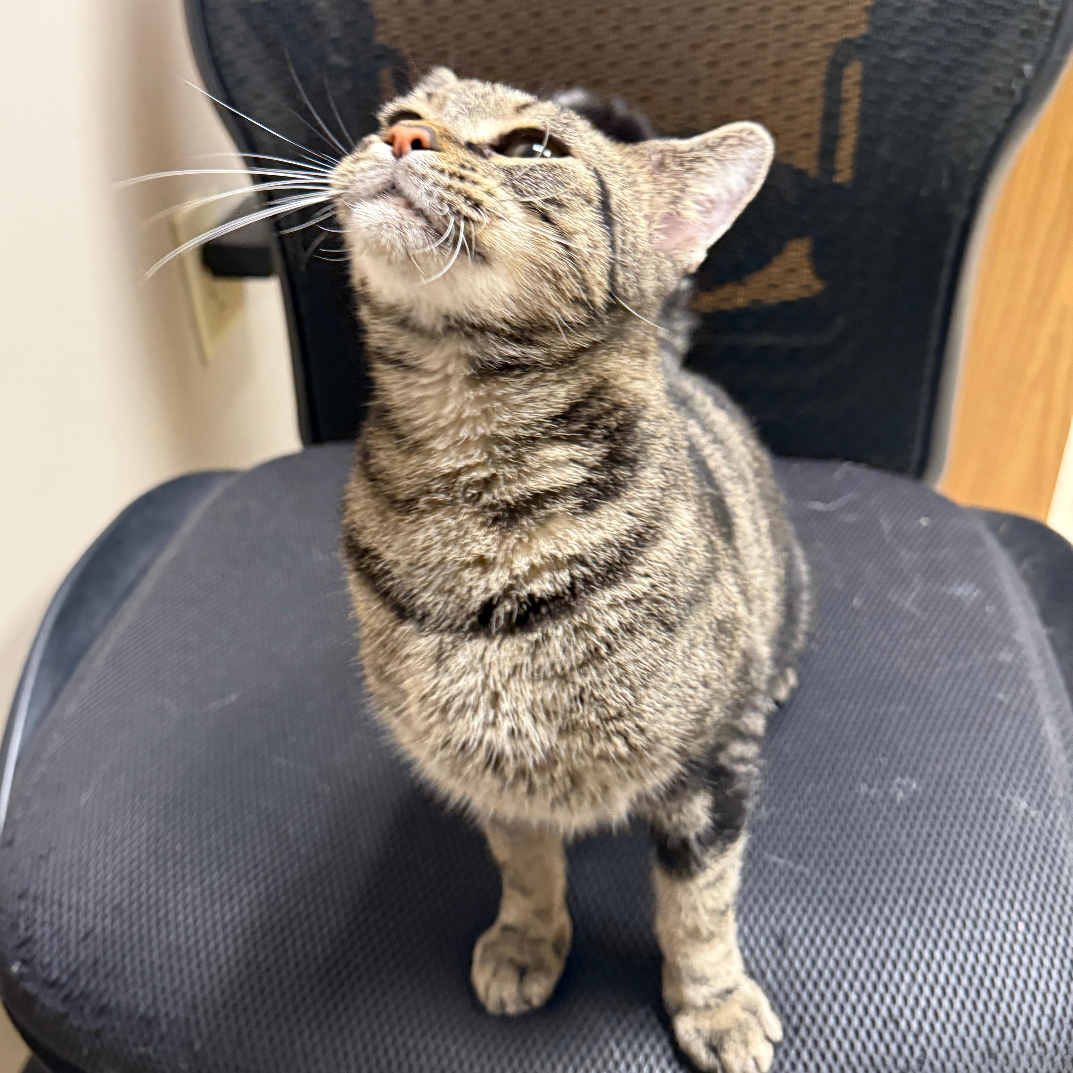 Cleo, a Adoptable Domestic Short Hair in Urbana, IL image 5/5