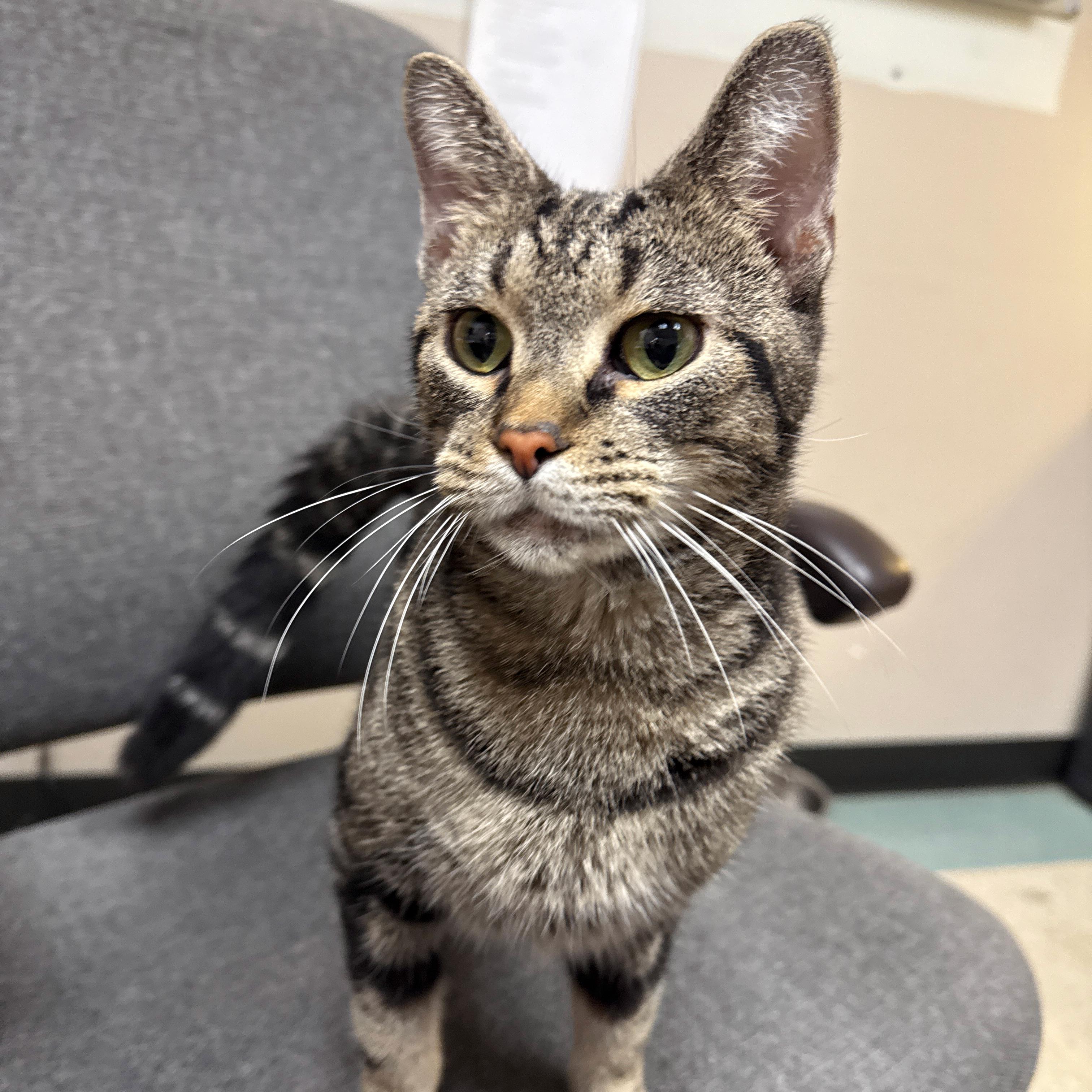 Cleo, a Adoptable Domestic Short Hair in Urbana, IL image 1/5