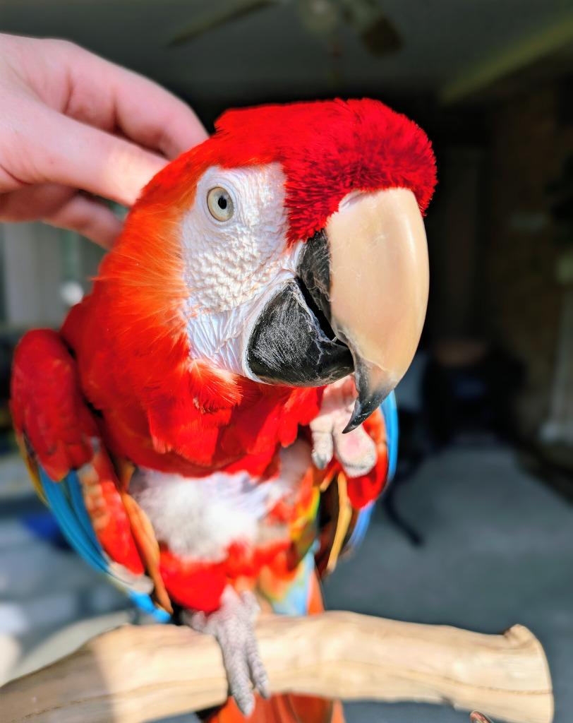 Piper, Adoptable, Senior Female Macaw.