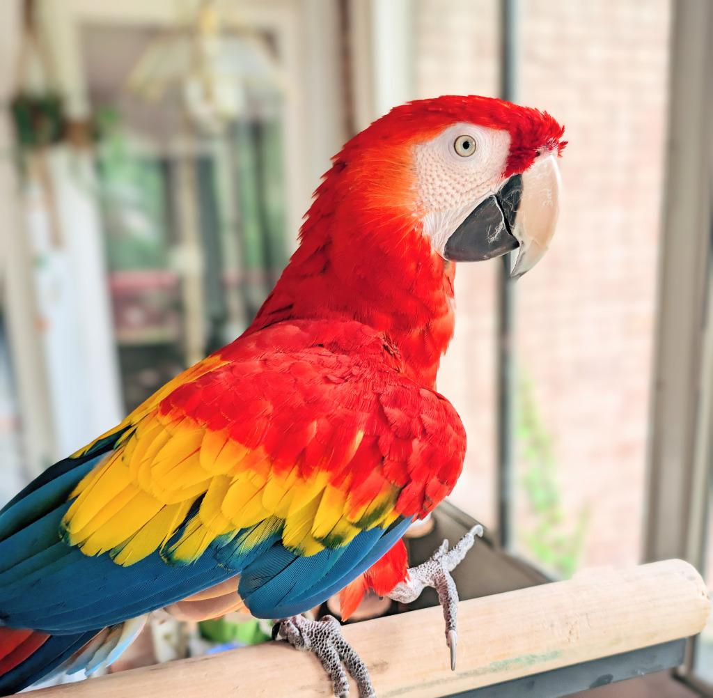 Enlarge Piper, a Adoptable Macaw in Ballwin, MO image 2/6