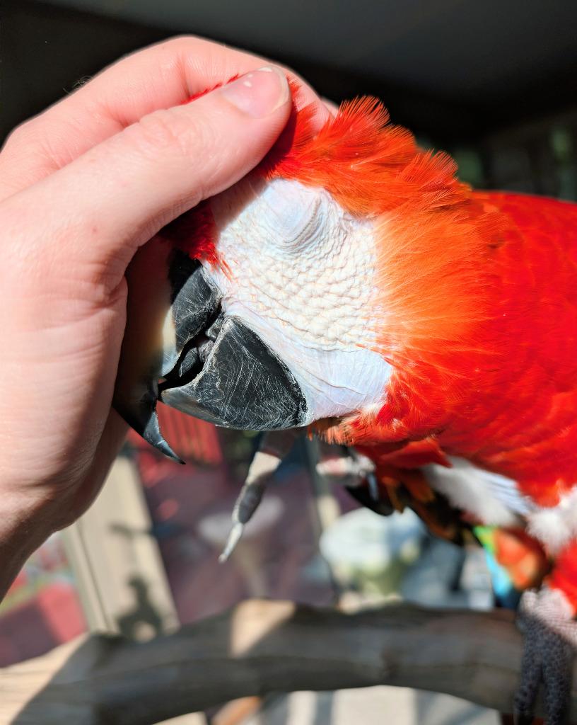 Enlarge Piper, a Adoptable Macaw in Ballwin, MO image 3/6