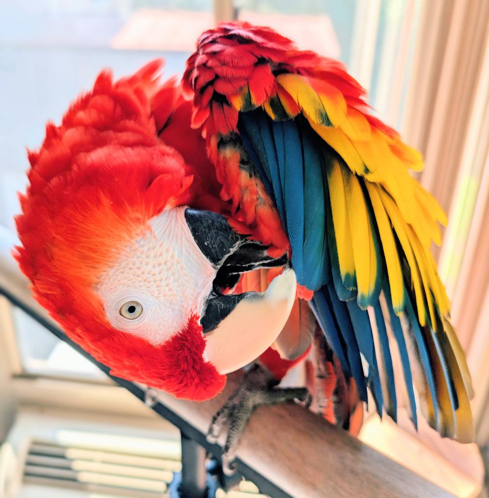Enlarge Piper, a Adoptable Macaw in Ballwin, MO image 4/6