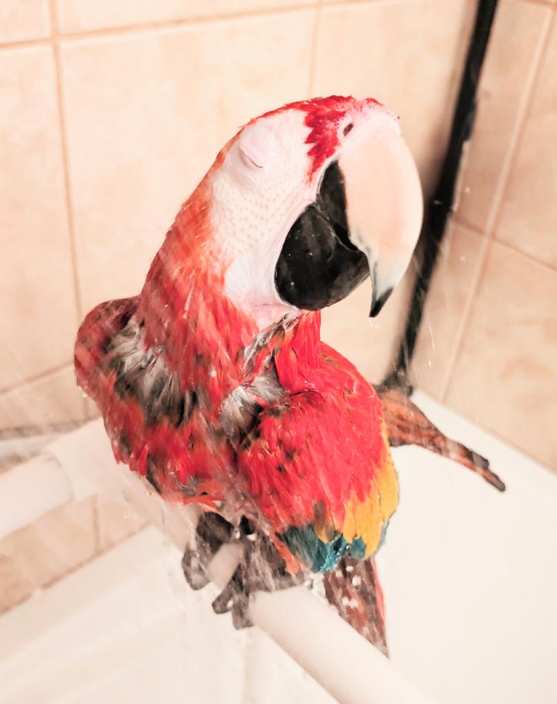 Enlarge Piper, a Adoptable Macaw in Ballwin, MO image 5/6