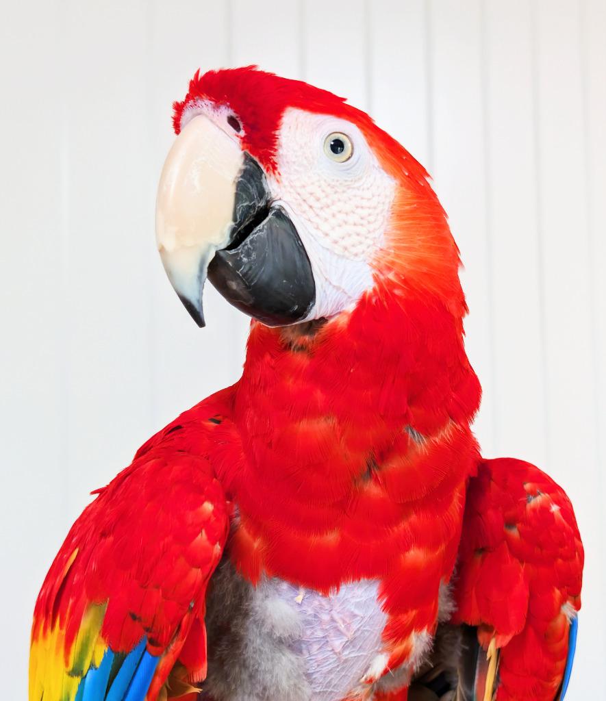 Enlarge Piper, a Adoptable Macaw in Ballwin, MO image 6/6