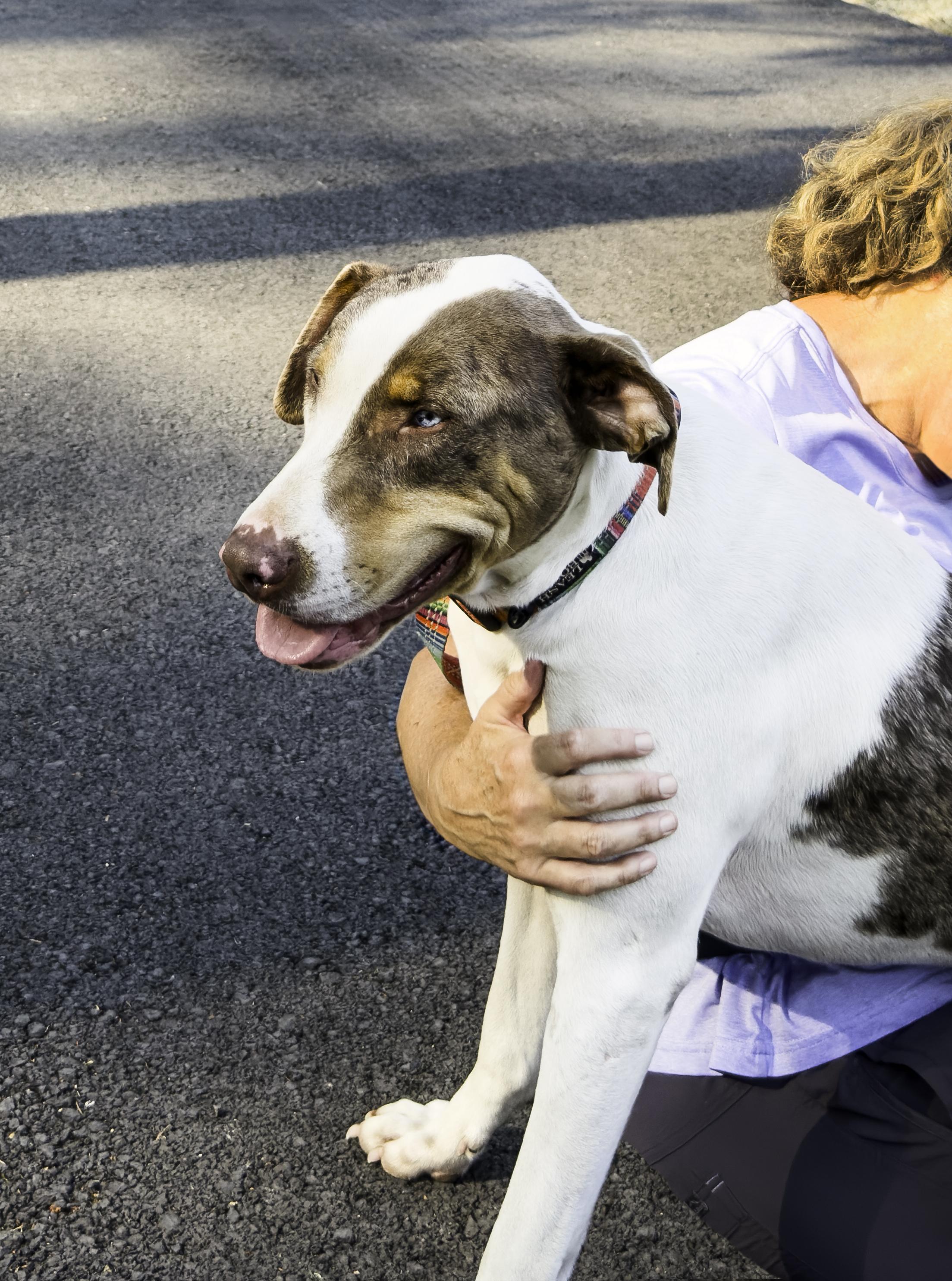 Enlarge Clint, a ADOPTABLE Catahoula Leopard Dog in Snoqualmie, WA image 3/3