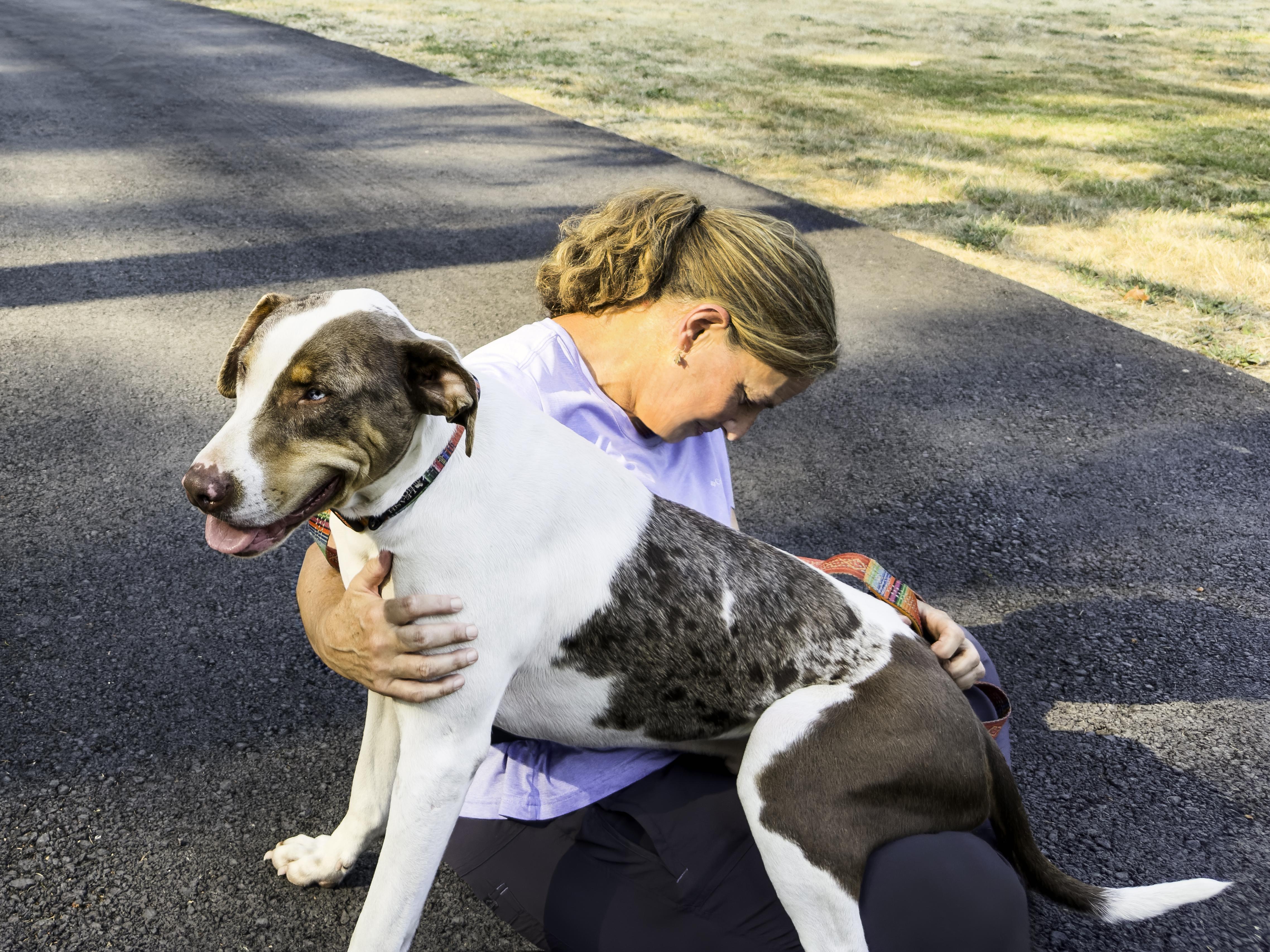 Enlarge Clint, a ADOPTABLE Catahoula Leopard Dog in Snoqualmie, WA image 2/3