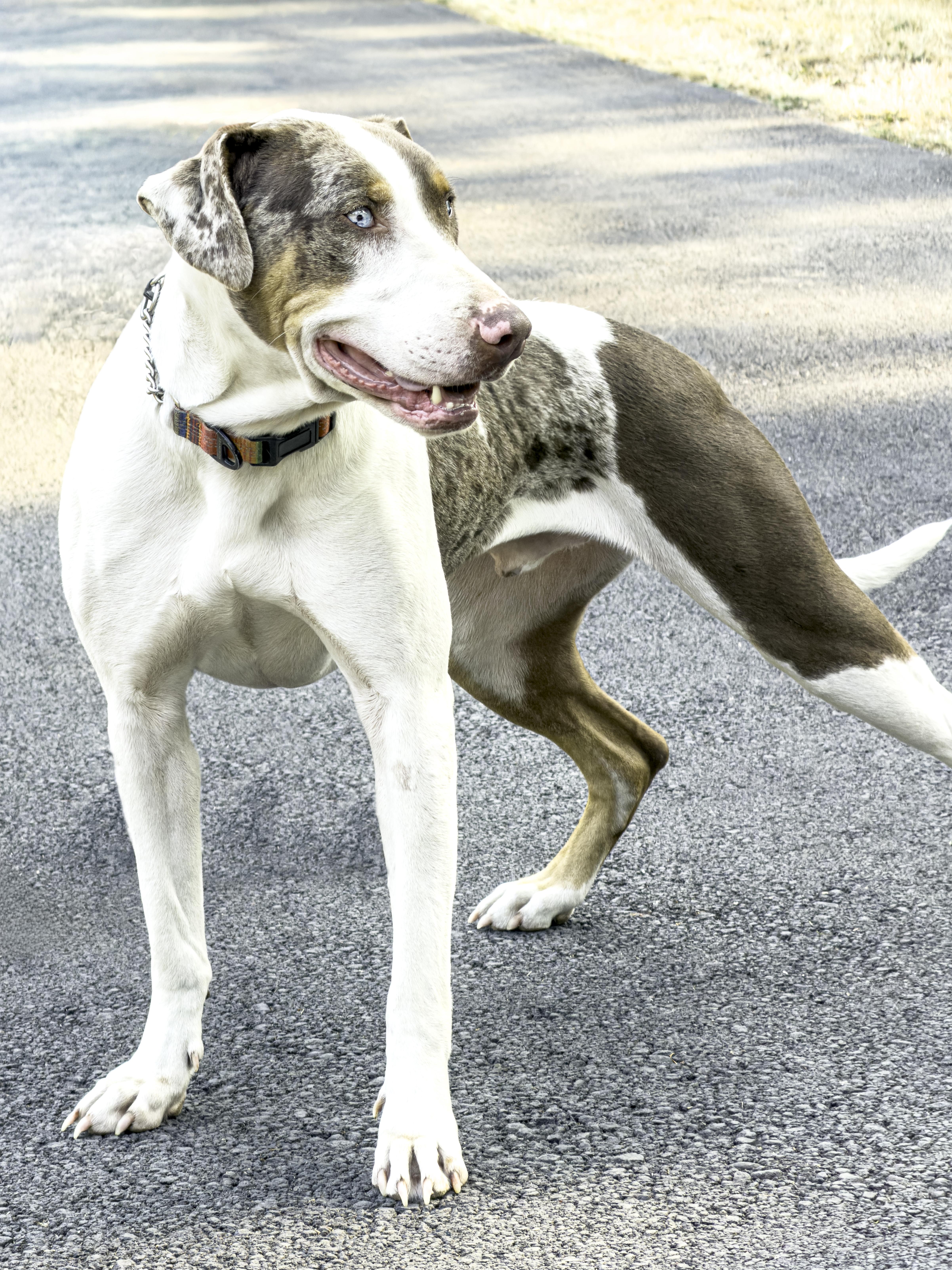 Enlarge Clint, a ADOPTABLE Catahoula Leopard Dog in Snoqualmie, WA image 1/3