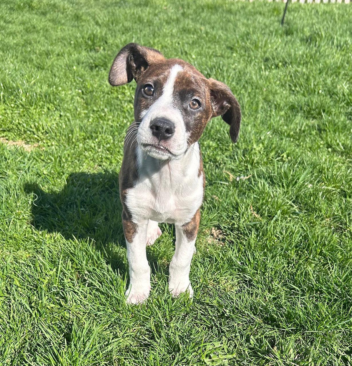 Enlarge Tucker, a Adoptable mixed breed in Mechanicsburg, PA image 1/3