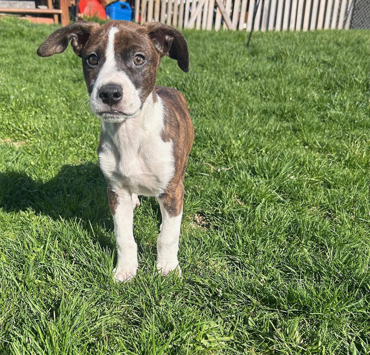 Enlarge Tucker, a Adoptable mixed breed in Mechanicsburg, PA image 2/3