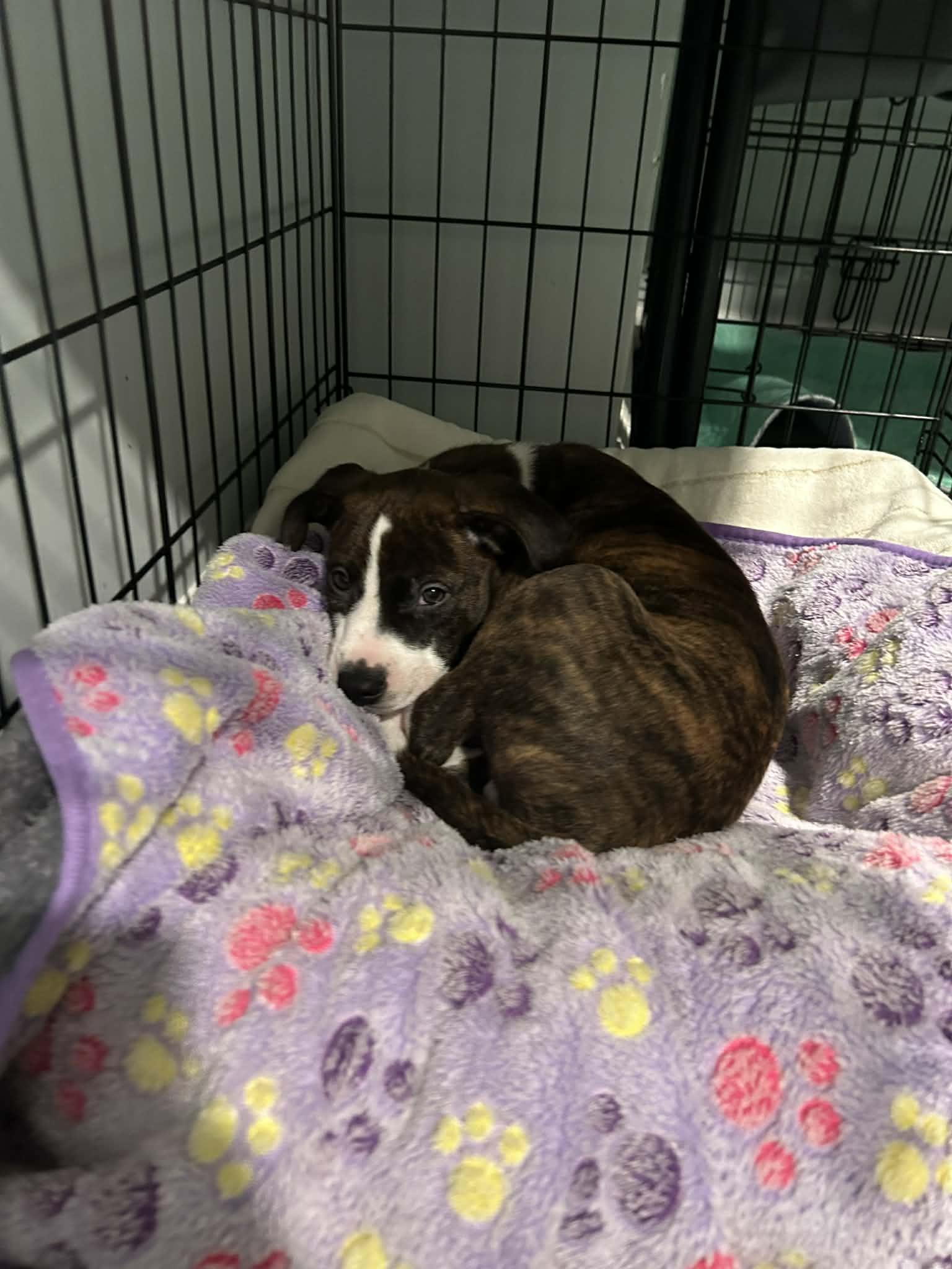 Enlarge Tucker, a Adoptable mixed breed in Mechanicsburg, PA image 3/3